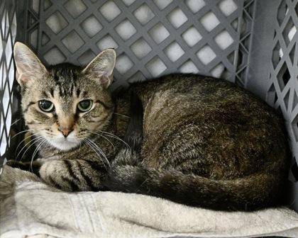 Enlarge Churro, a Adoptable Domestic Short Hair in West Seneca, NY image 2/2
