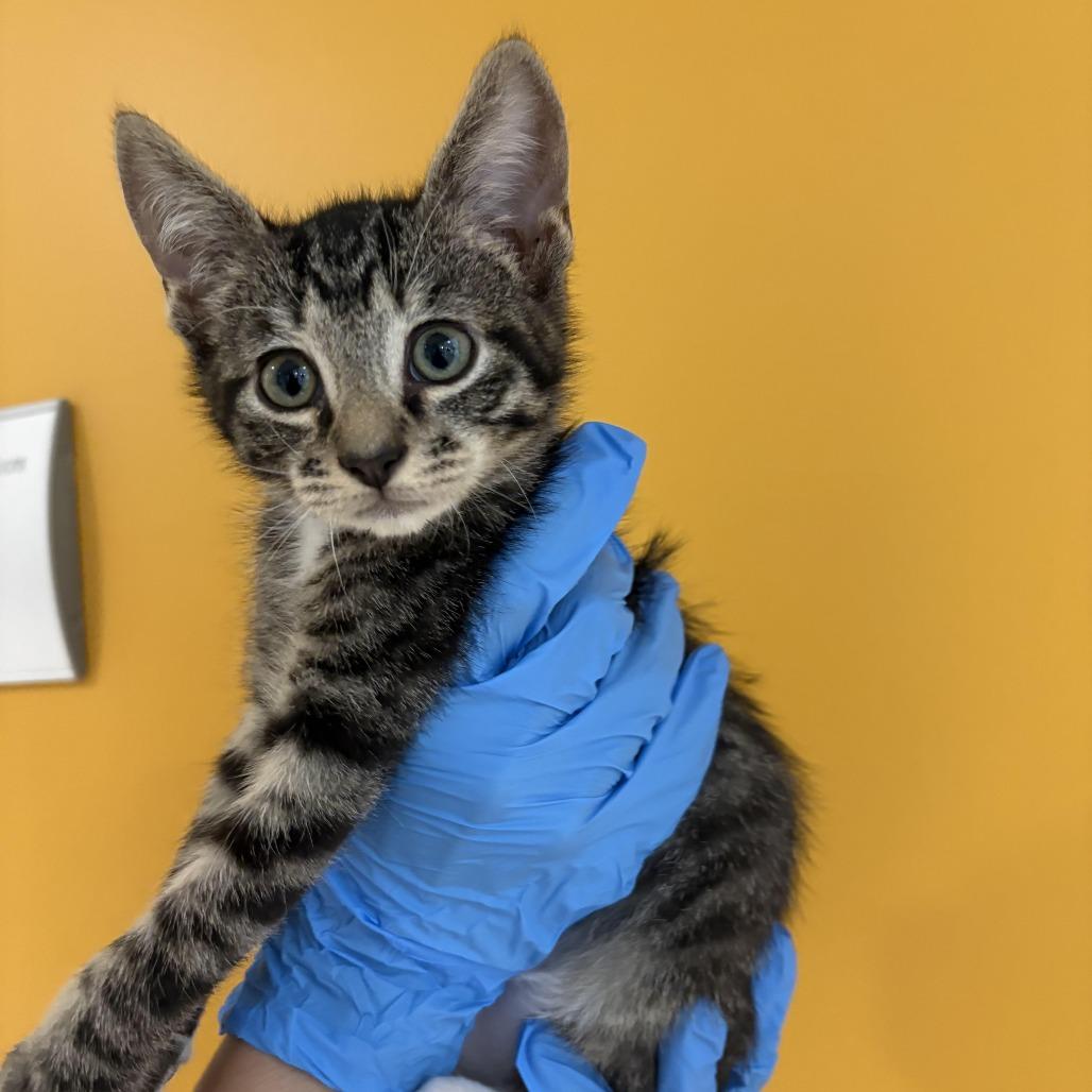 Enlarge Sunkist, a Adoptable Domestic Short Hair in Chesapeake, VA image 1/1