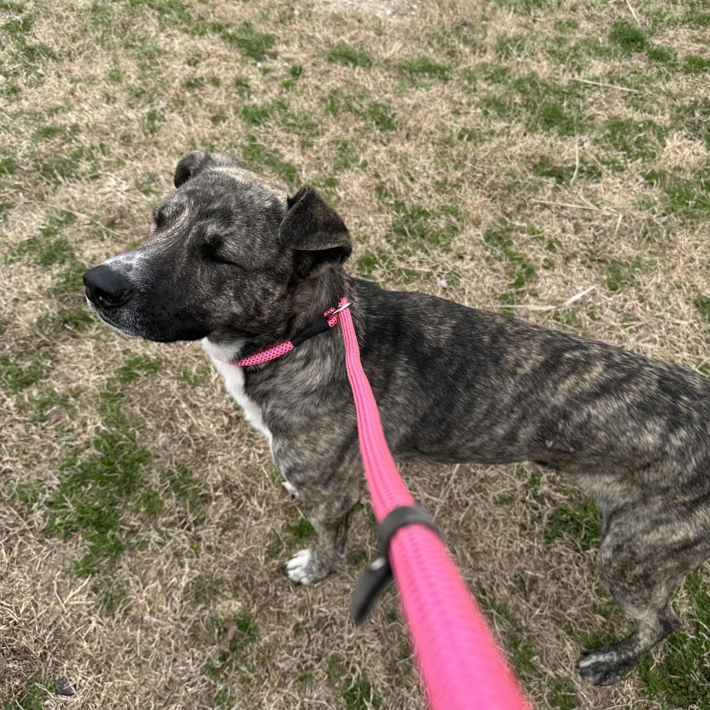 Enlarge Rupert, a Adoptable Mixed Breed in Bentonville, AR image 1/5