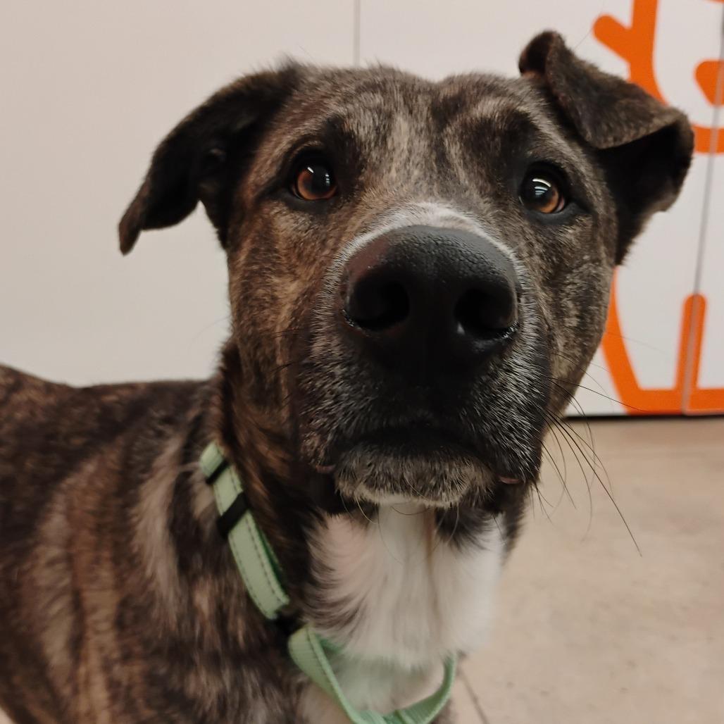 Enlarge Rupert, a Adoptable Mixed Breed in Bentonville, AR image 2/5