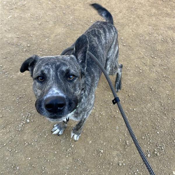 Enlarge Rupert, a Adoptable Mixed Breed in Bentonville, AR image 3/5