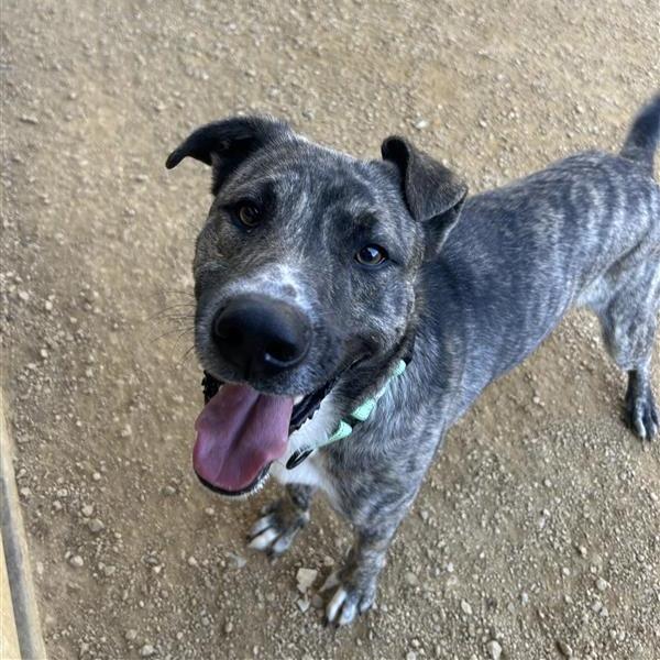 Enlarge Rupert, a Adoptable Mixed Breed in Bentonville, AR image 5/5