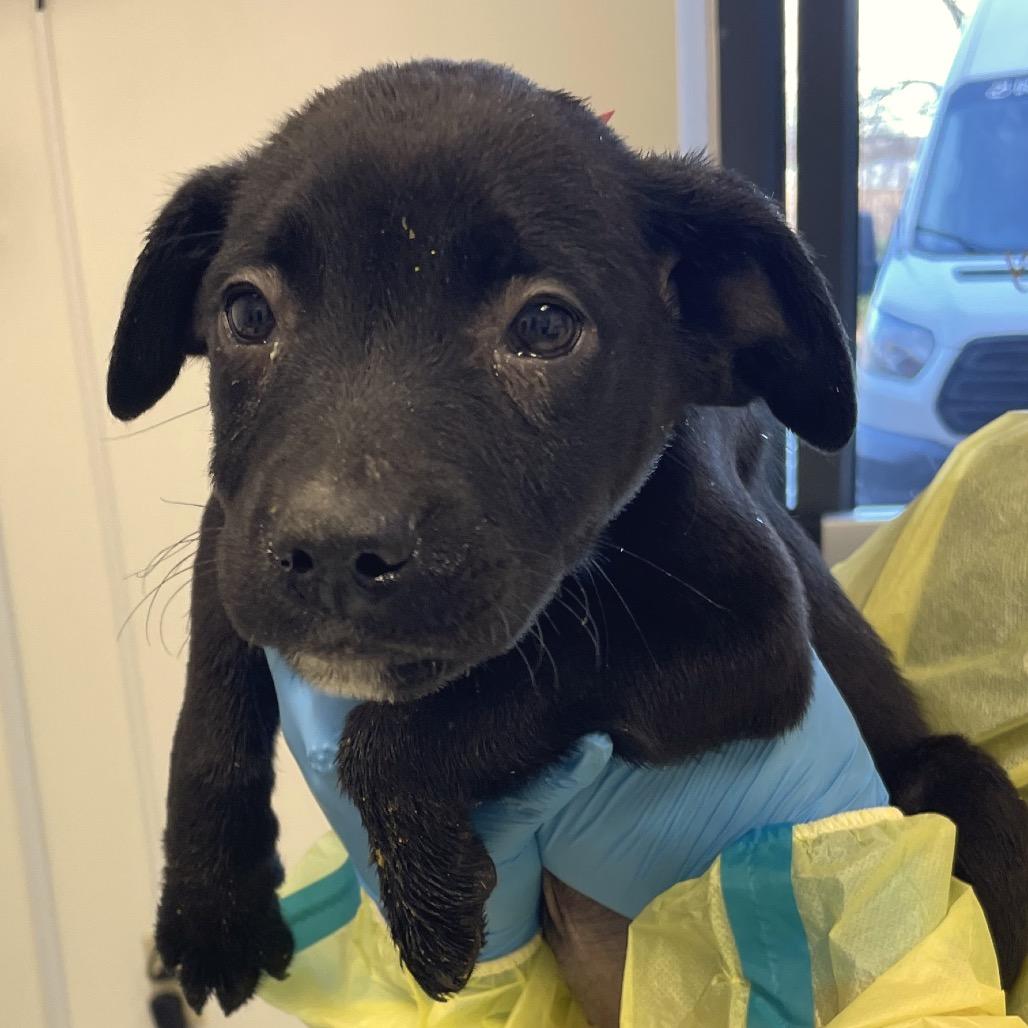 Dolly, Adoptable, Puppy Female Pit Bull Terrier & Mixed Breed.