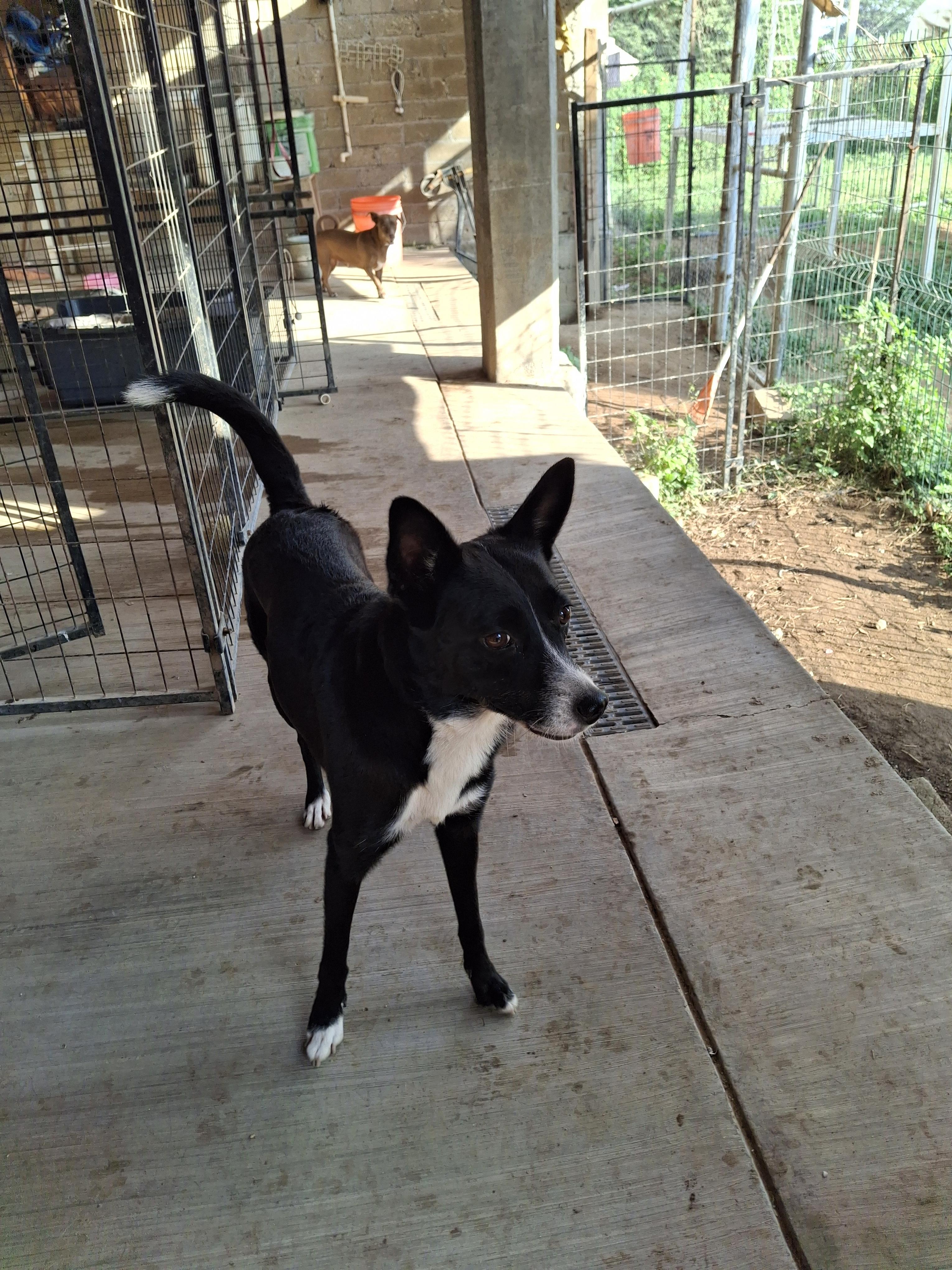 Enlarge Misty, a ADOPTABLE mixed breed in Vancouver, BC image 4/6