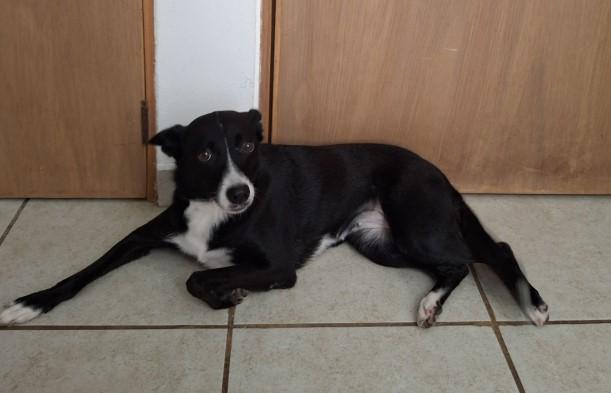 Misty, ADOPTABLE, Young Female Border Collie.