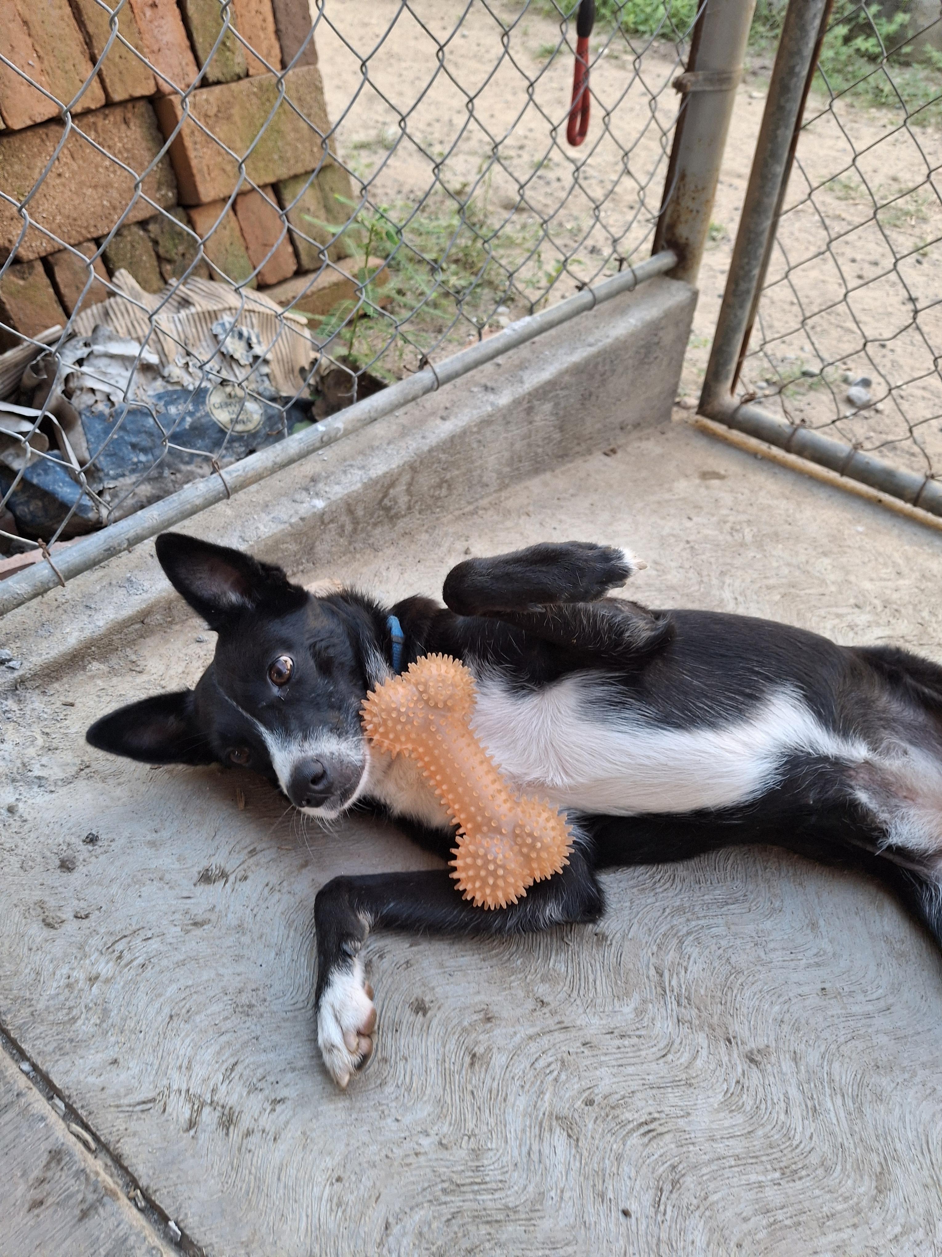 Enlarge Misty, a ADOPTABLE mixed breed in Vancouver, BC image 5/6