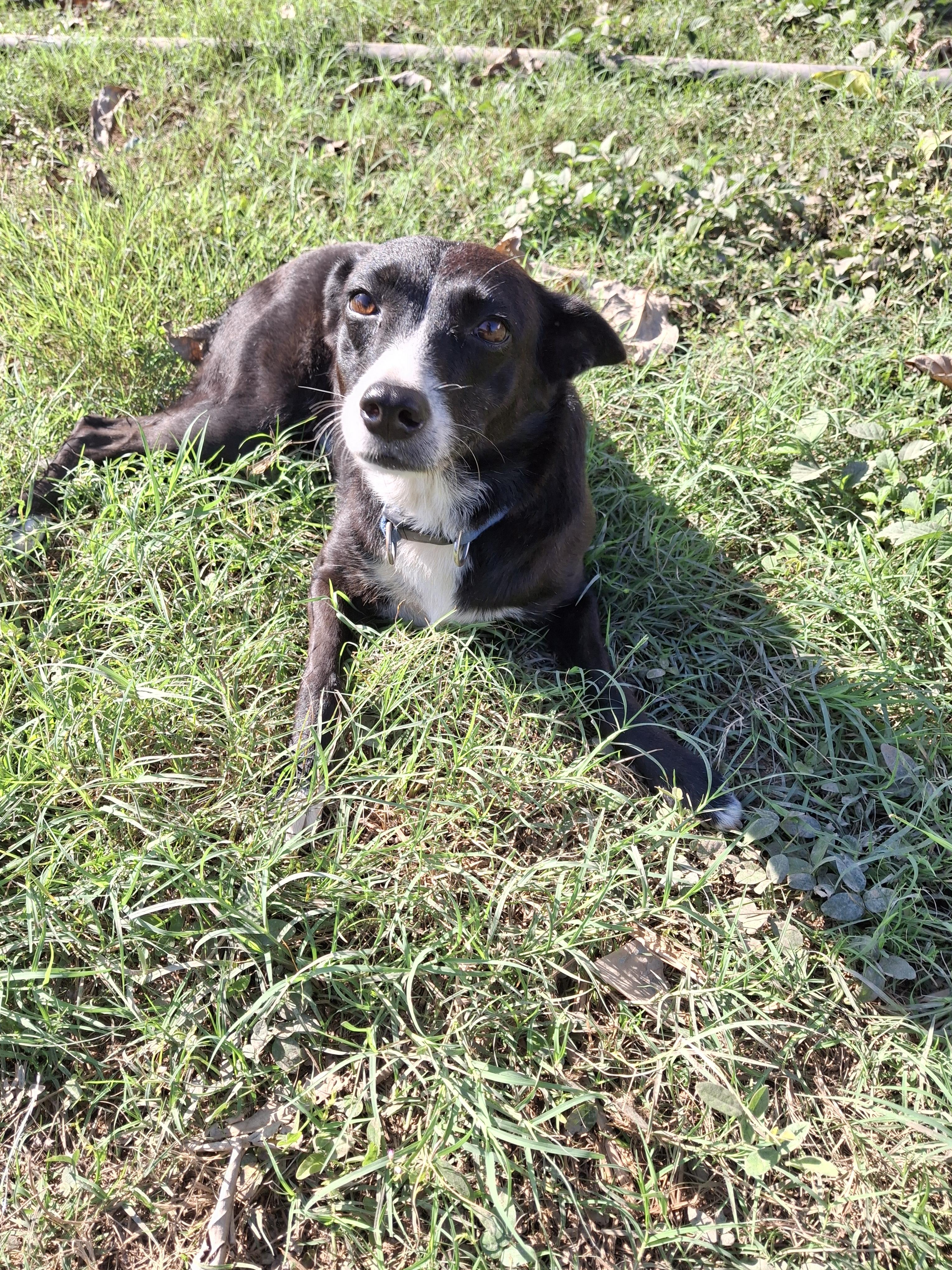 Enlarge Misty, a ADOPTABLE mixed breed in Vancouver, BC image 6/6