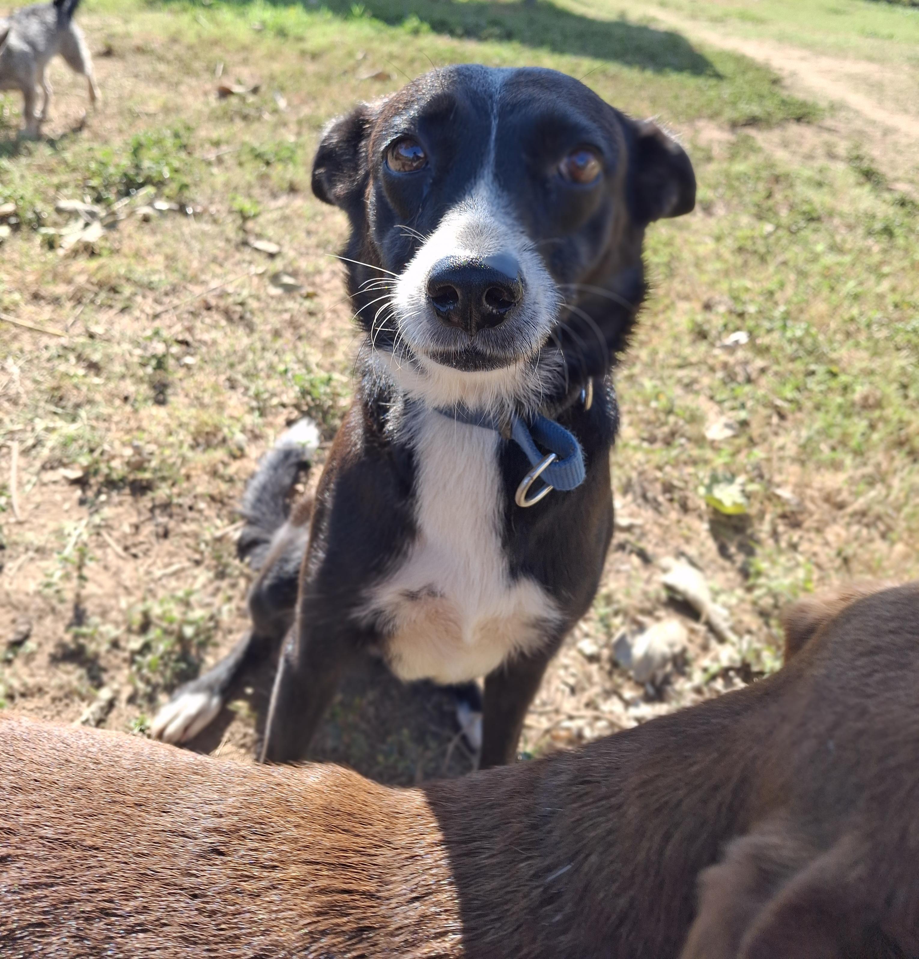 Enlarge Misty, a ADOPTABLE mixed breed in Vancouver, BC image 3/6