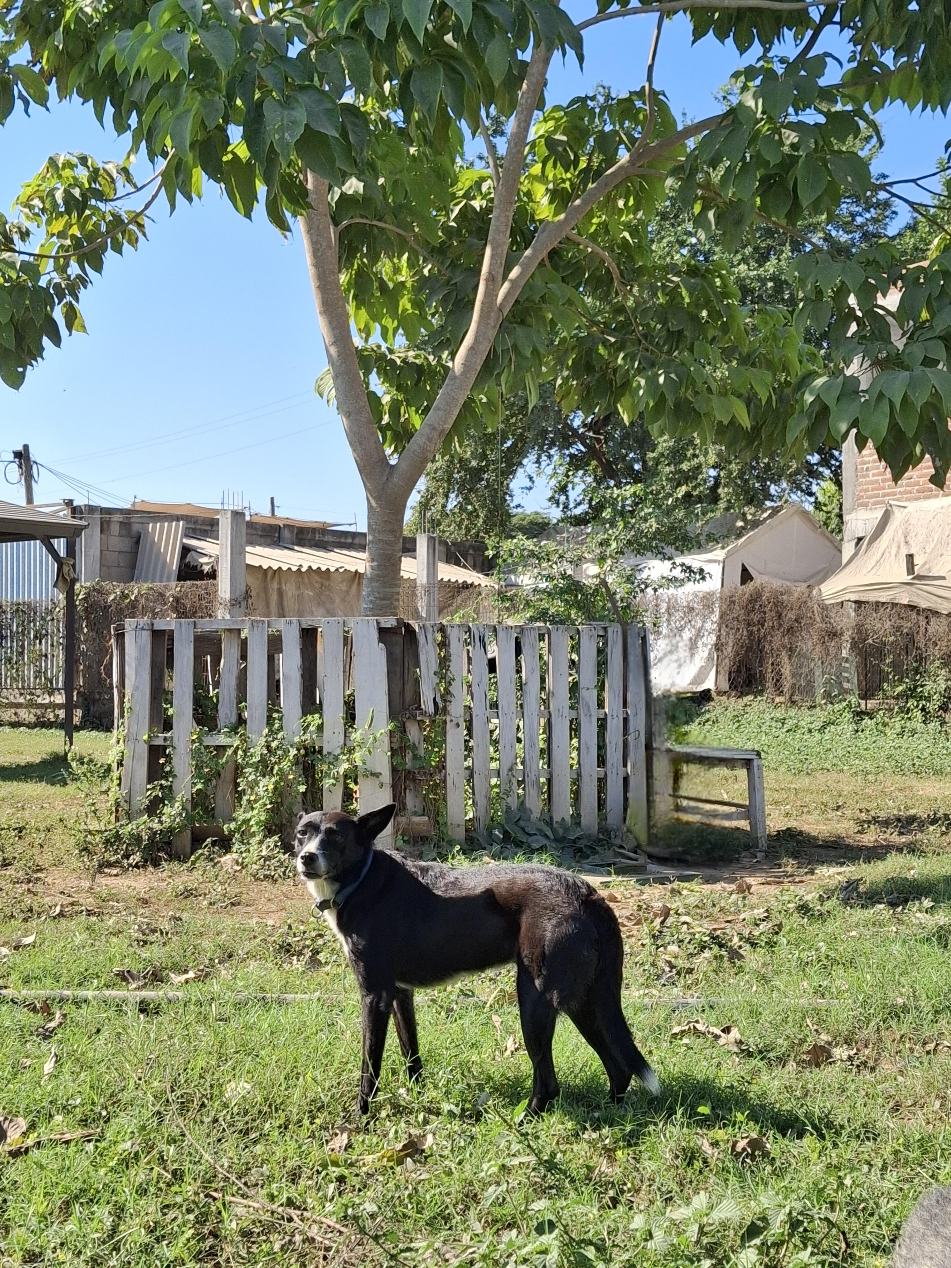 Enlarge Misty, a ADOPTABLE mixed breed in Vancouver, BC image 2/6