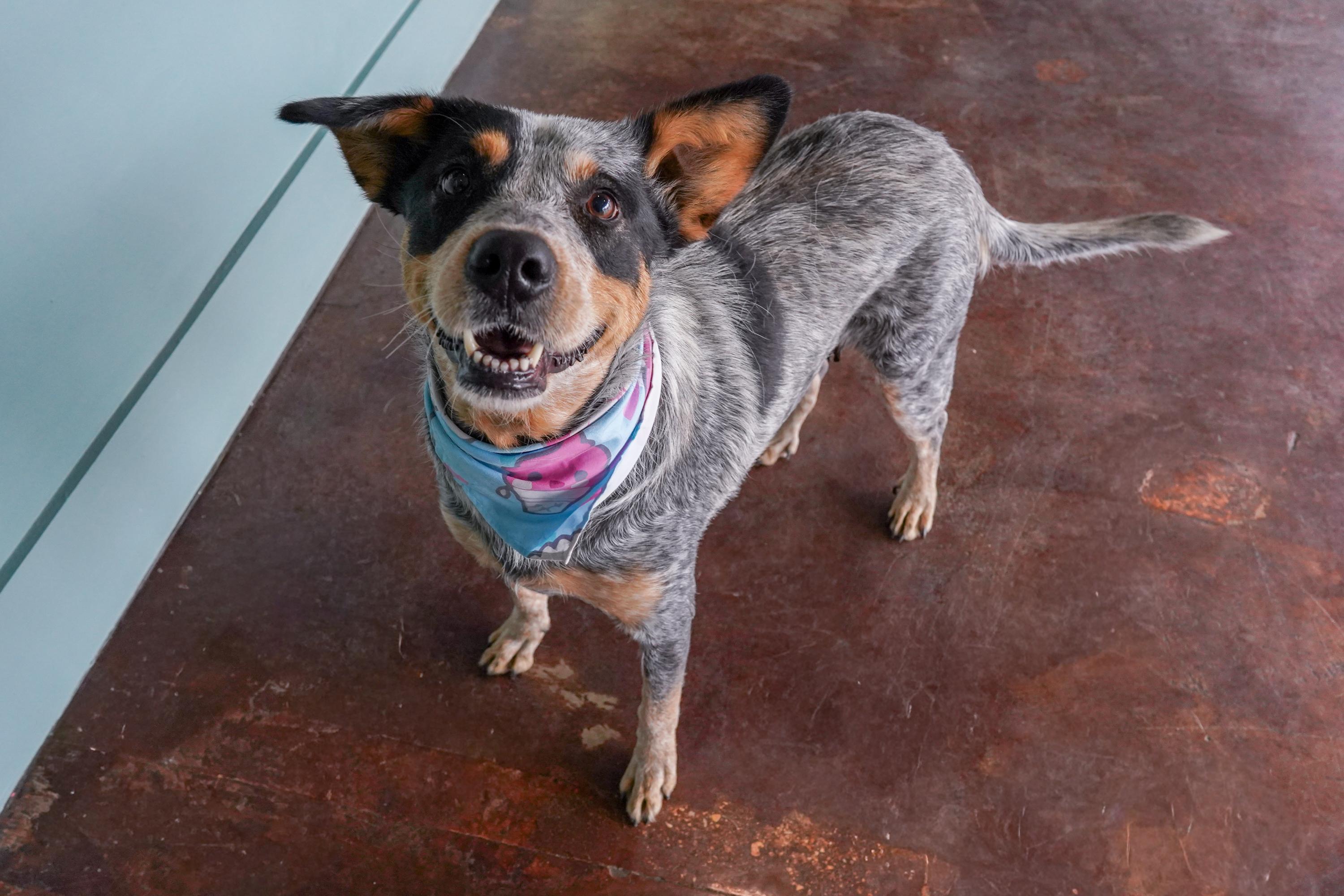 Enlarge Rae, a ADOPTABLE Australian Cattle Dog / Blue Heeler in San Antonio, TX image 2/4