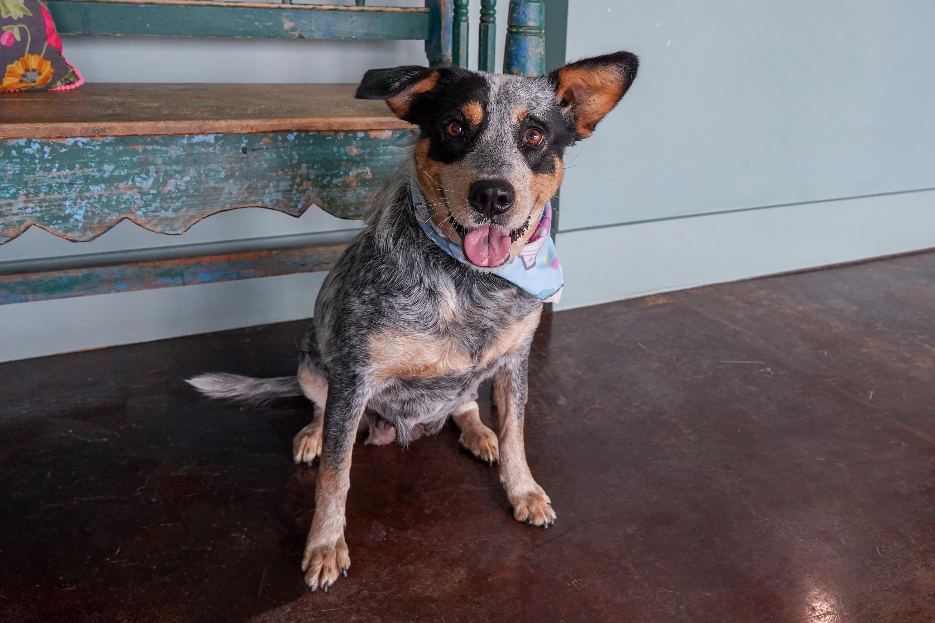 Enlarge Rae, a ADOPTABLE Australian Cattle Dog / Blue Heeler in San Antonio, TX image 1/4