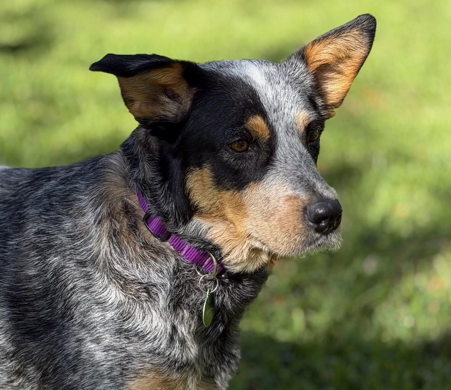 Enlarge Rae, a ADOPTABLE Australian Cattle Dog / Blue Heeler in San Antonio, TX image 4/6