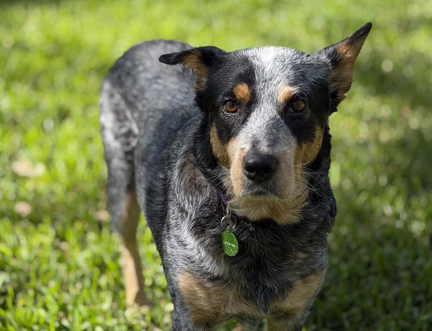 Enlarge Rae, a ADOPTABLE Australian Cattle Dog / Blue Heeler in San Antonio, TX image 2/6
