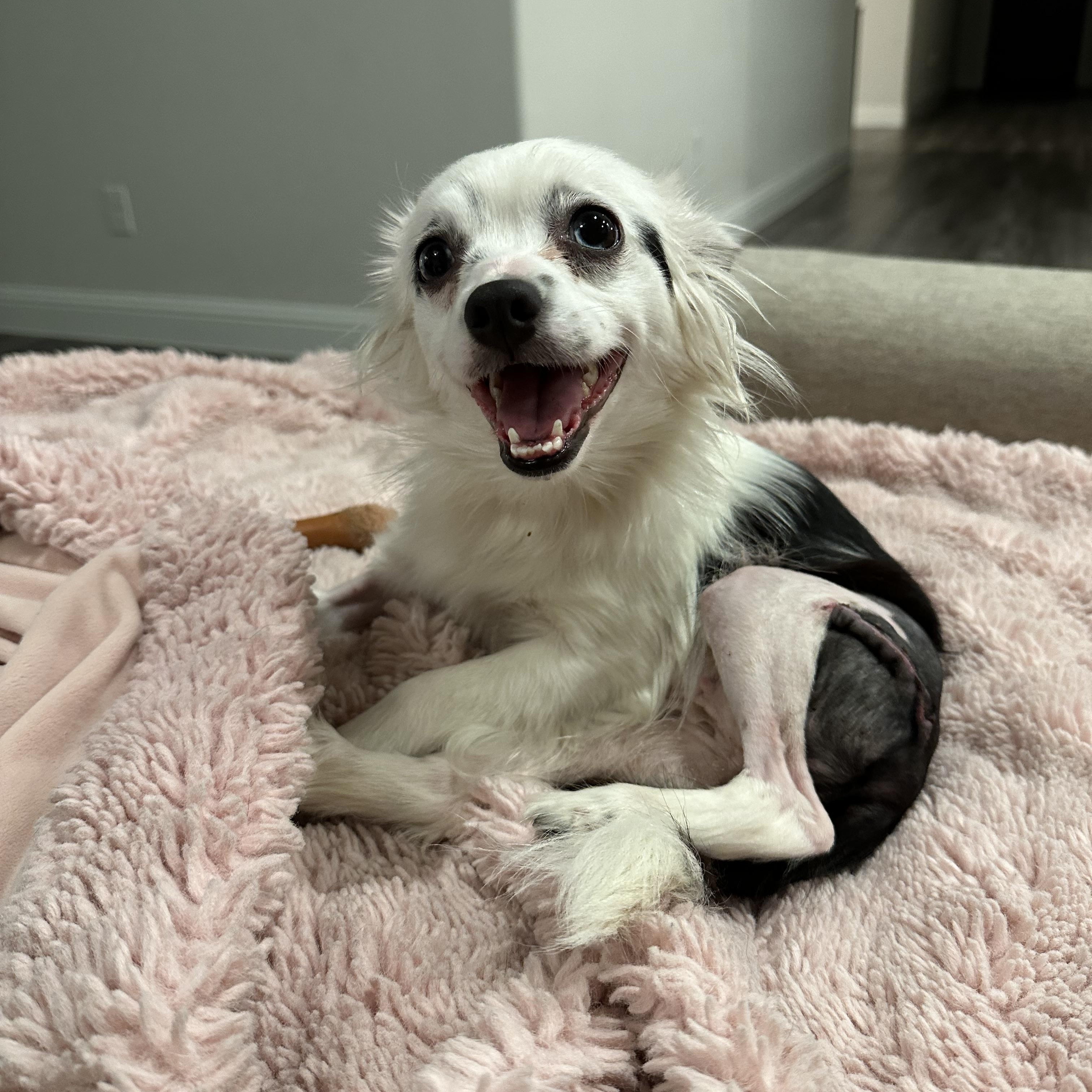 Pearl, a Adopted mixed breed in Carrollton, TX image 1/3