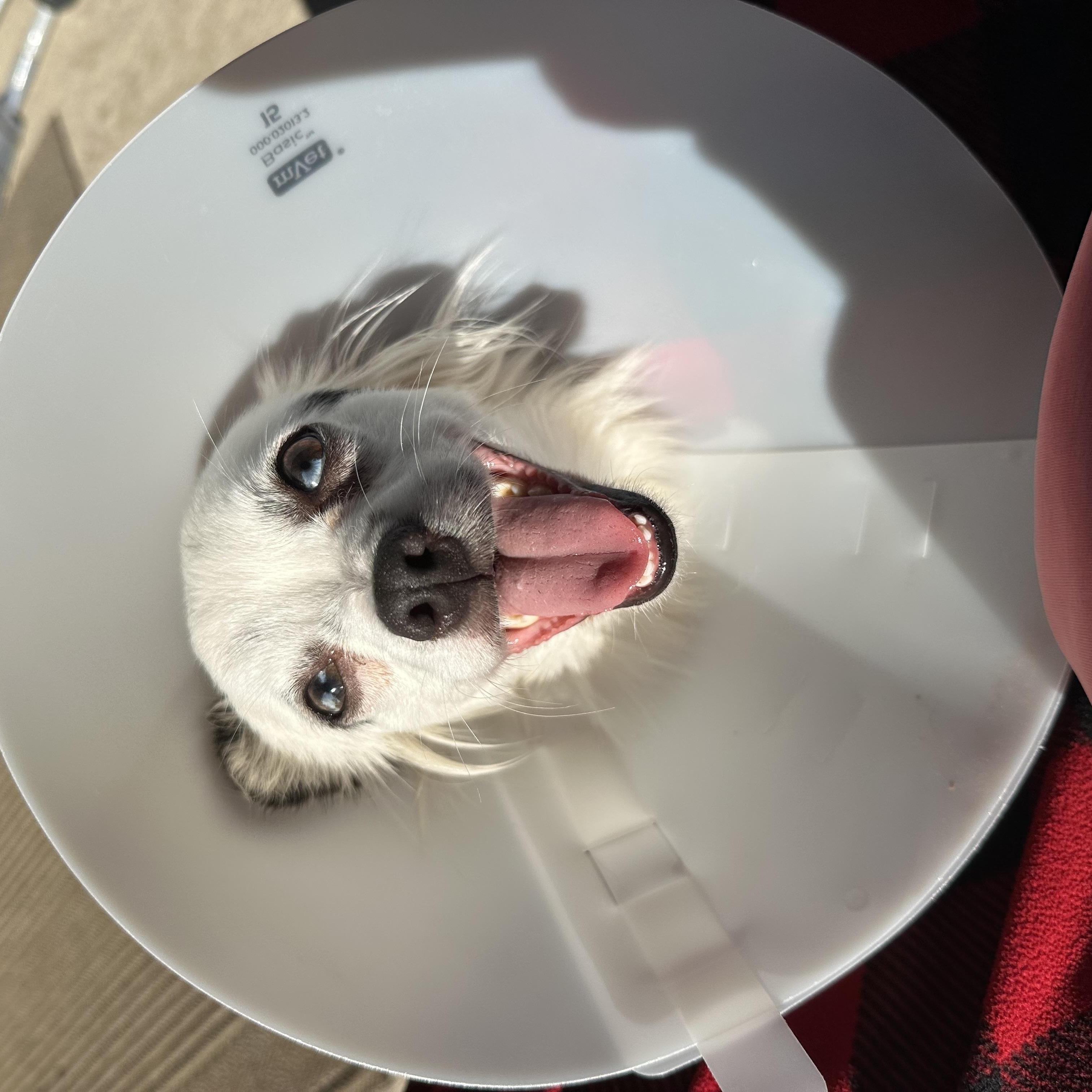 Pearl, a Adopted mixed breed in Carrollton, TX image 2/3