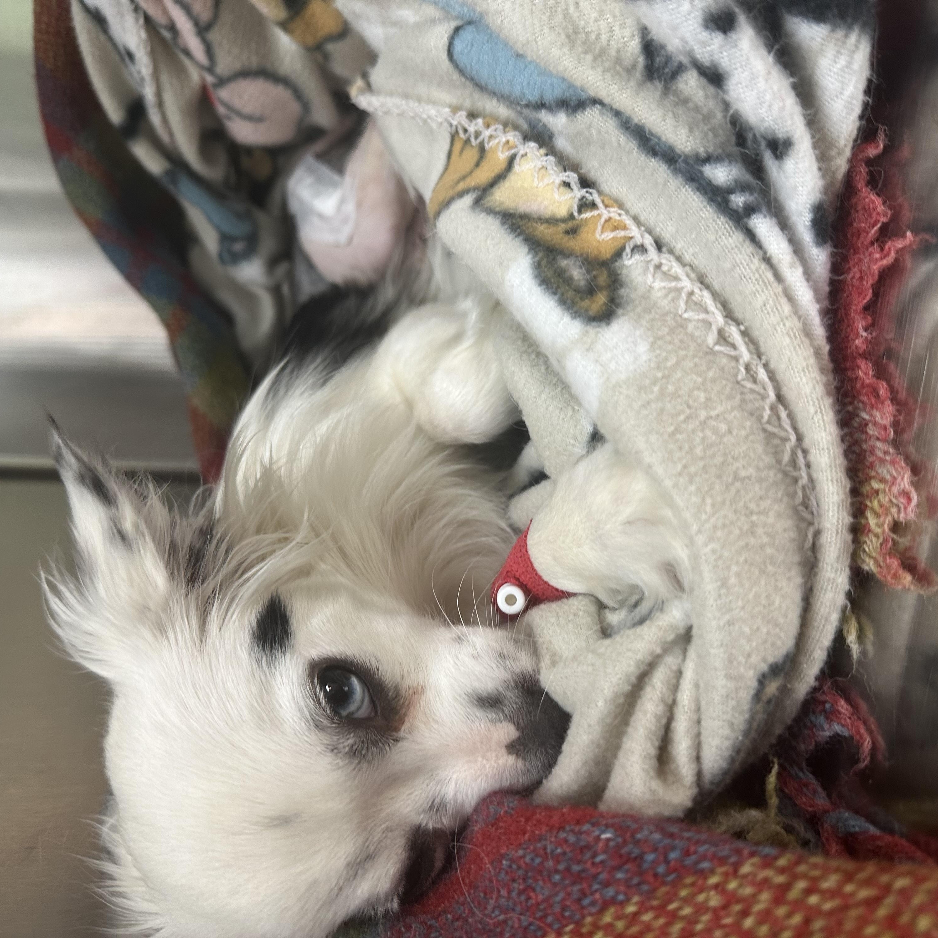 Pearl, a Adopted mixed breed in Carrollton, TX image 3/3