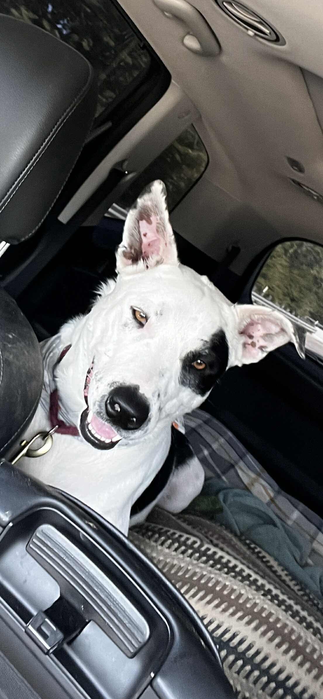 Spot, Adoptable, Adult Male Bull Terrier.