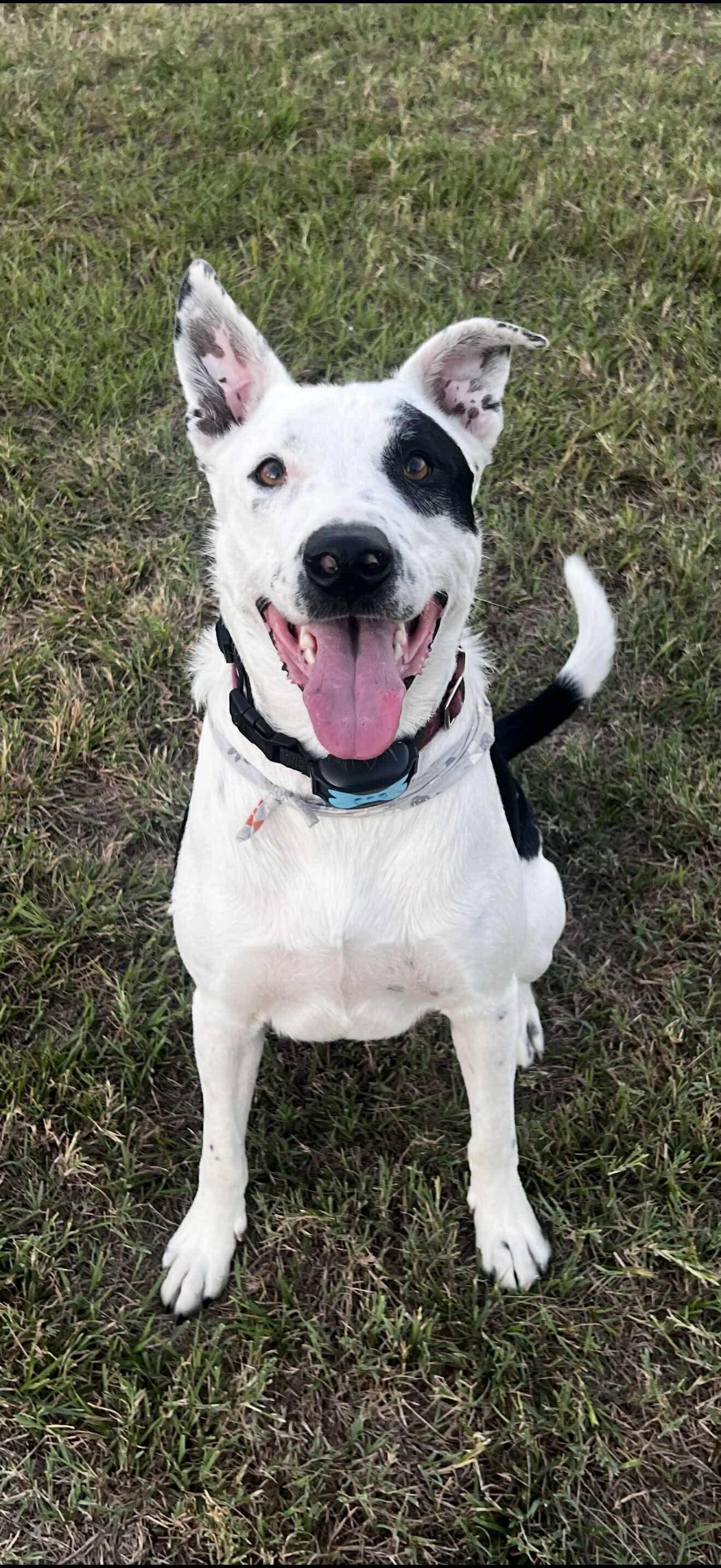 Spot, a Adoptable Bull Terrier in Dallas, TX image 3/3