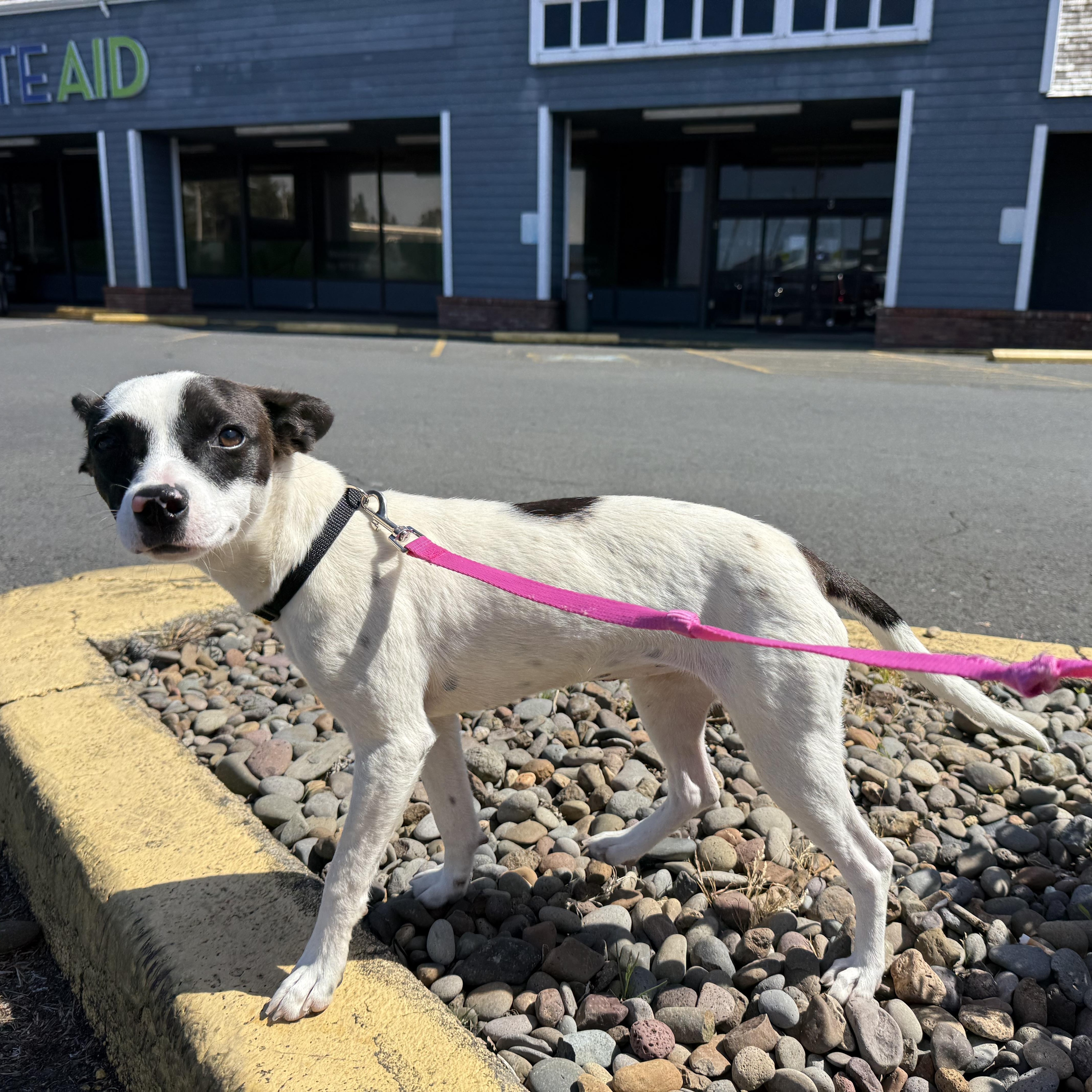 Dottie, a ADOPTABLE mixed breed in Otis, OR image 3/4