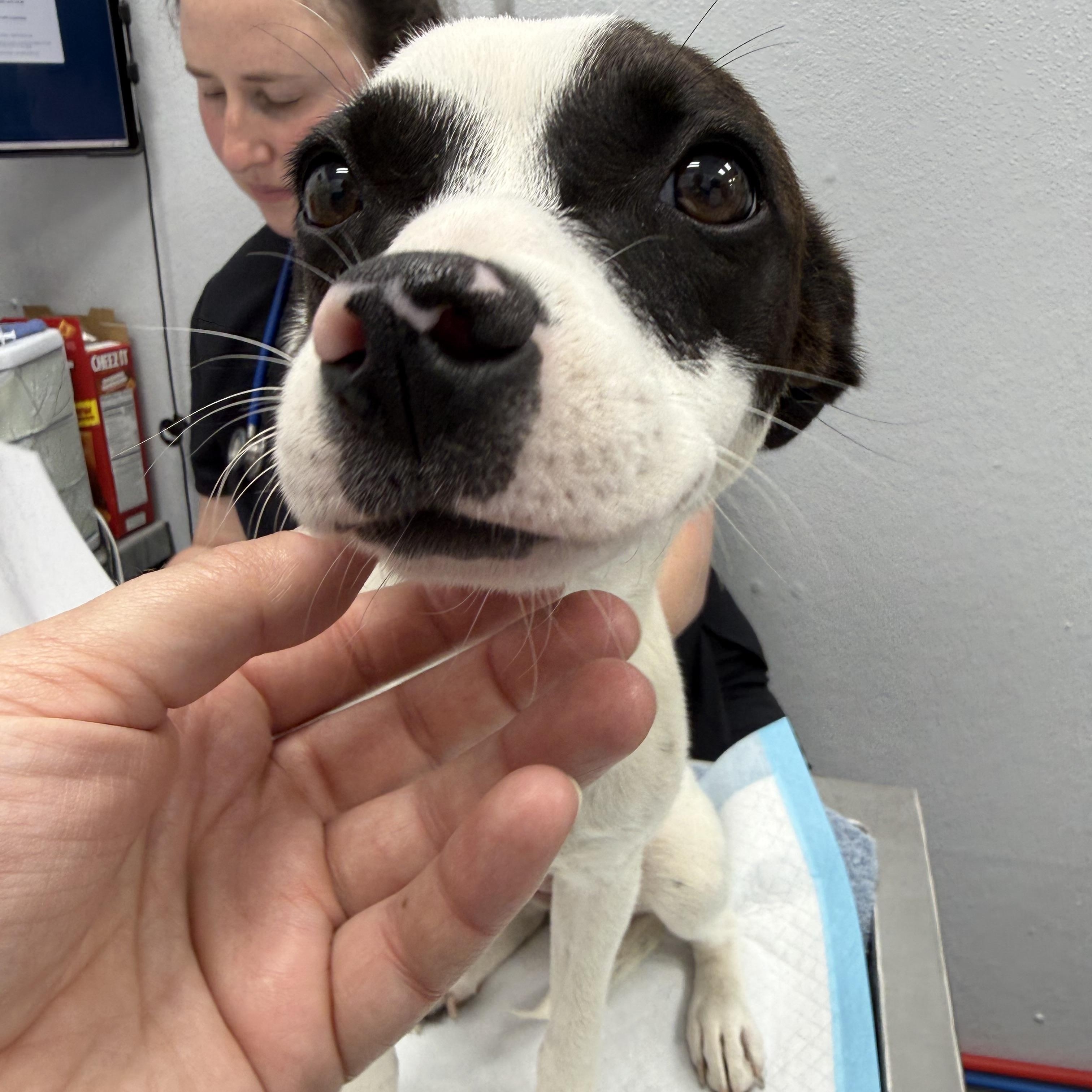 Dottie, a ADOPTABLE mixed breed in Otis, OR image 1/4