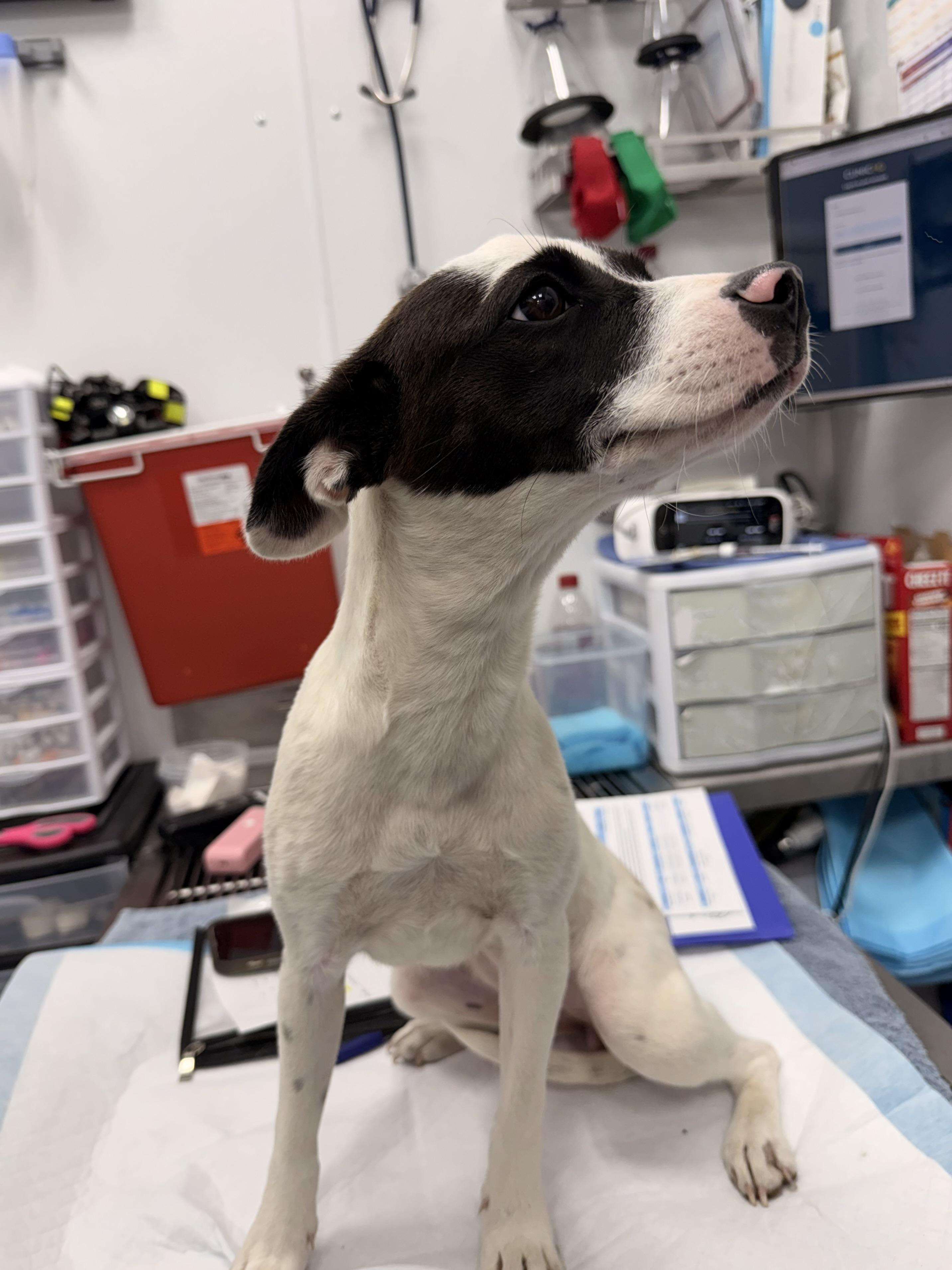 Dottie, a ADOPTABLE mixed breed in Otis, OR image 4/4