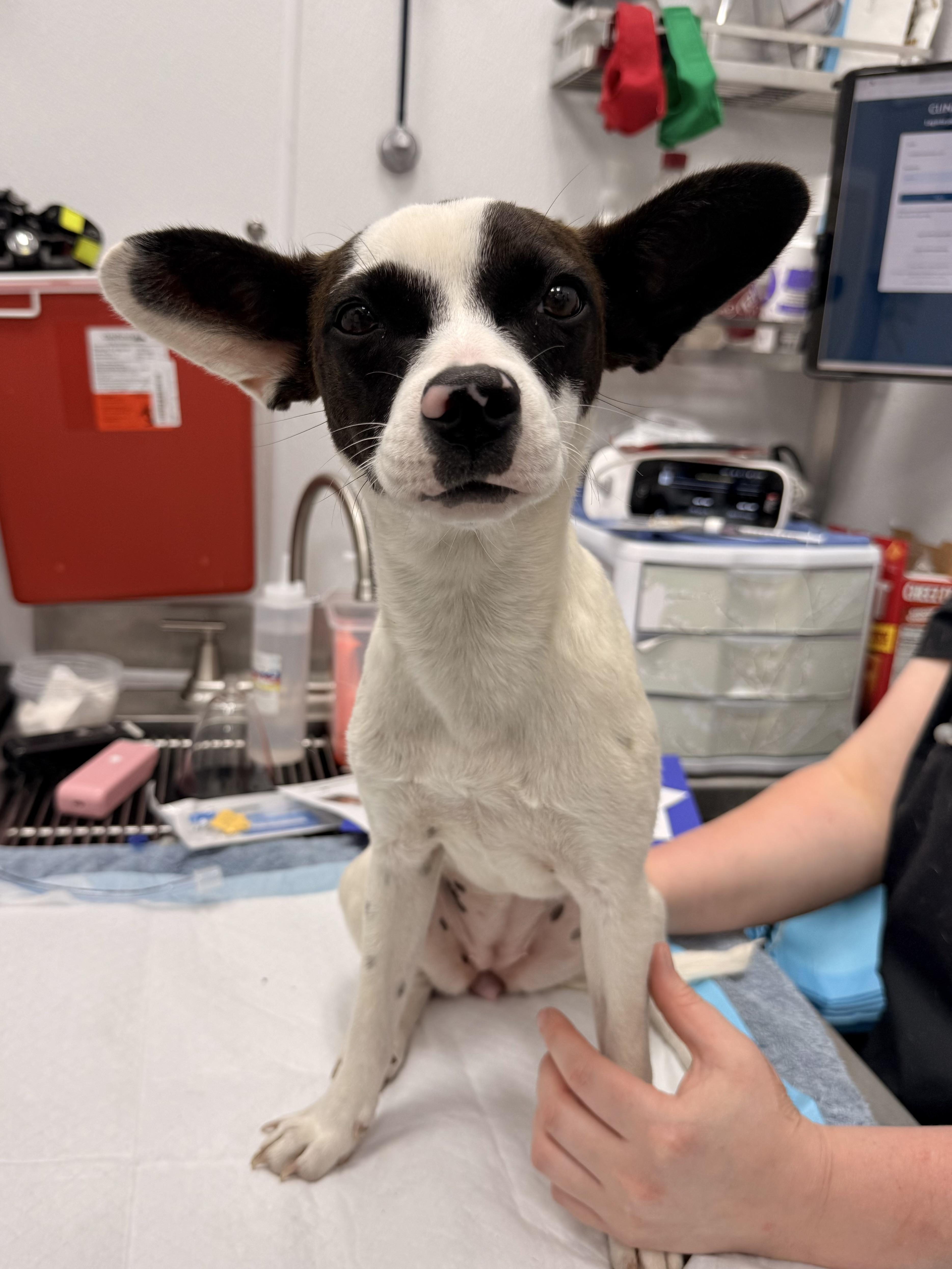 Dottie, a ADOPTABLE mixed breed in Otis, OR image 2/4