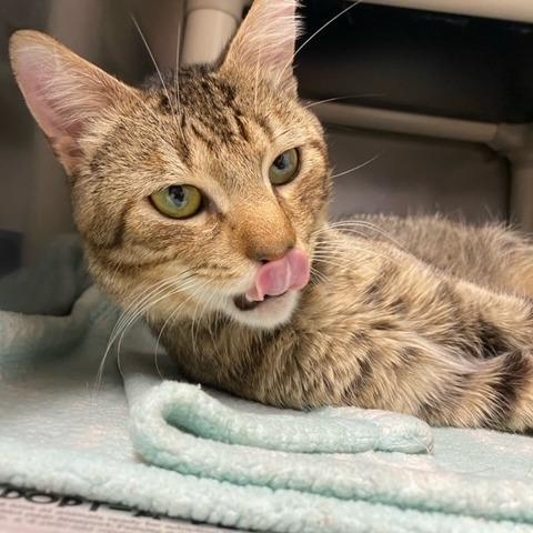 Enlarge Broseph, a Adoptable Domestic Short Hair in Newport, NC image 1/6