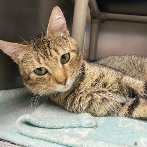 Enlarge Broseph, a Adoptable Domestic Short Hair in Newport, NC image 2/6