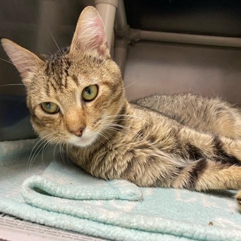 Enlarge Broseph, a Adoptable Domestic Short Hair in Newport, NC image 3/6