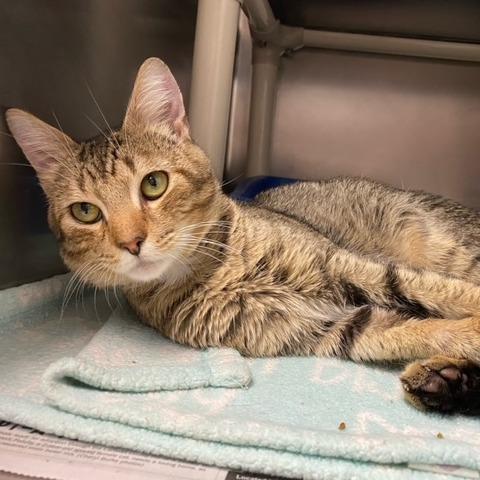 Enlarge Broseph, a Adoptable Domestic Short Hair in Newport, NC image 4/6