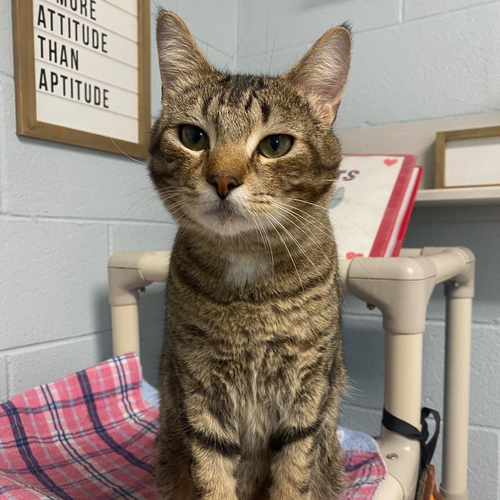 Enlarge Broseph, a Adoptable Domestic Short Hair in Newport, NC image 5/6