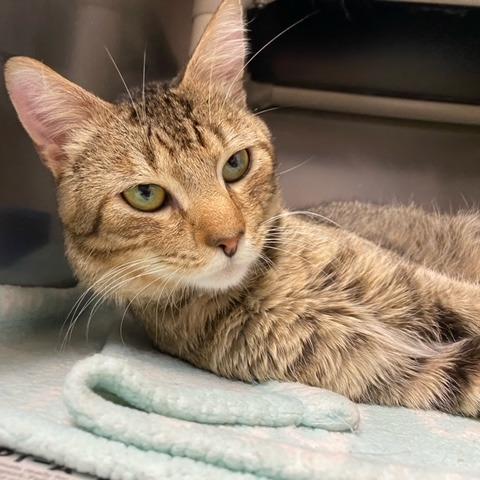 Enlarge Broseph, a Adoptable Domestic Short Hair in Newport, NC image 5/6