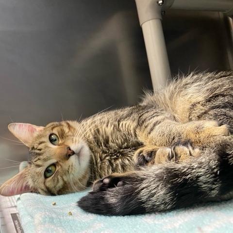 Enlarge Broseph, a Adoptable Domestic Short Hair in Newport, NC image 6/6