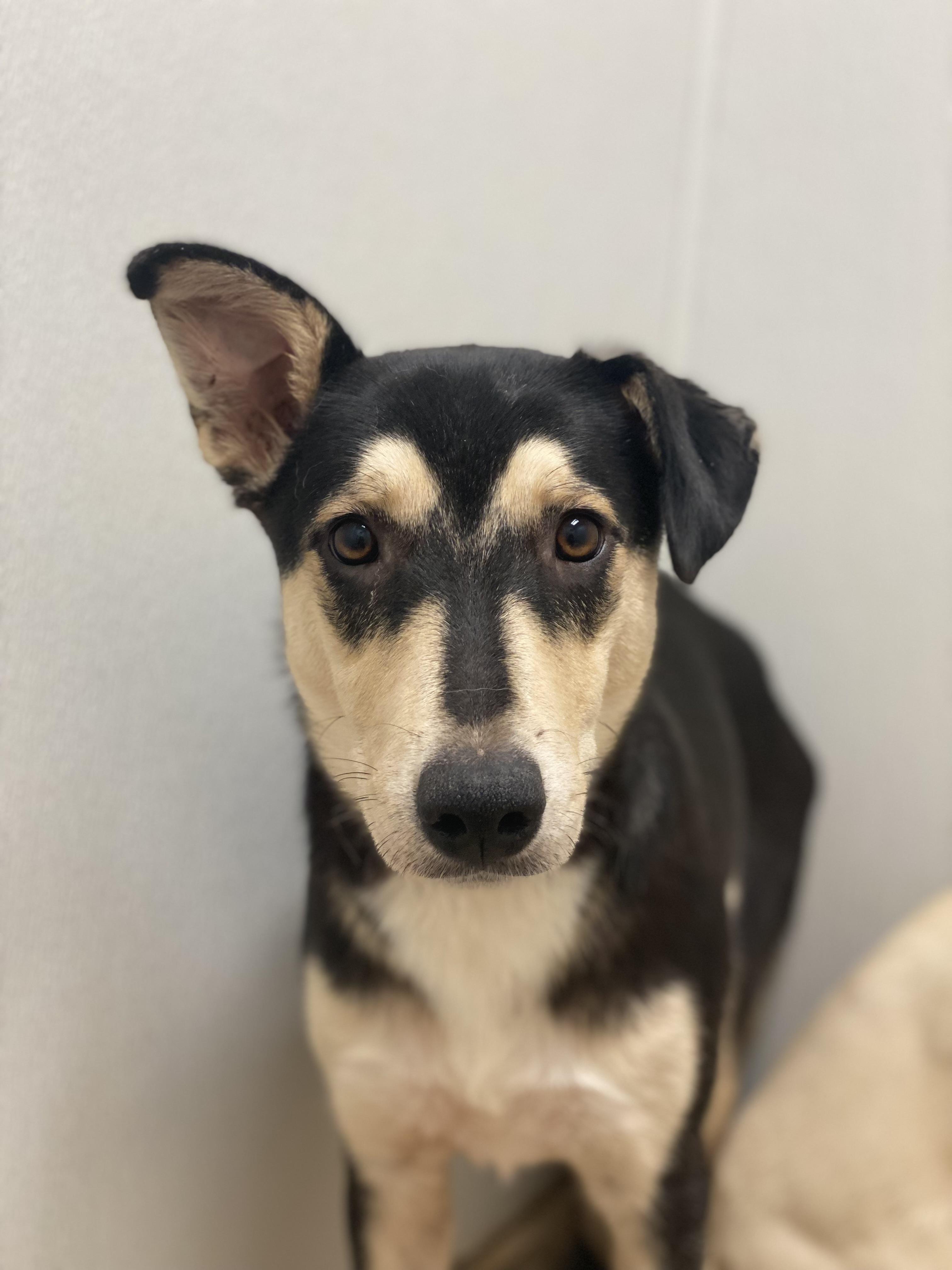 Enlarge Raven, a ADOPTABLE mixed breed in De Pere, WI image 1/5