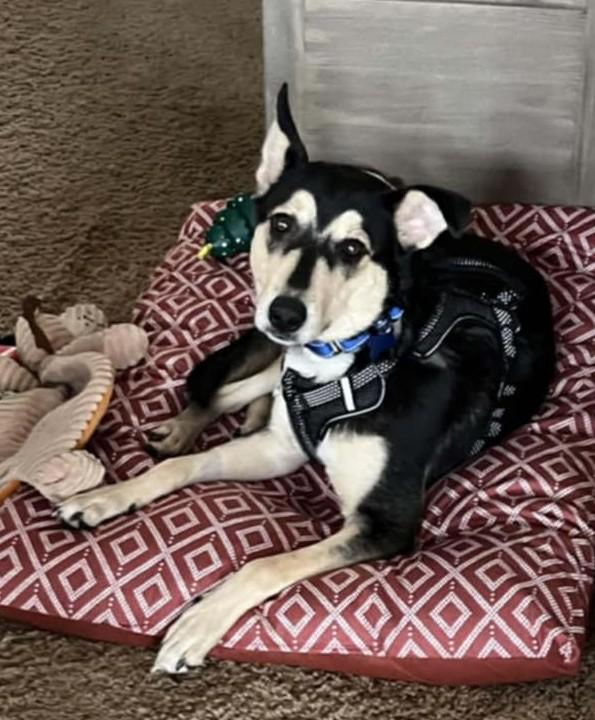 Enlarge Raven, a ADOPTABLE mixed breed in De Pere, WI image 5/5