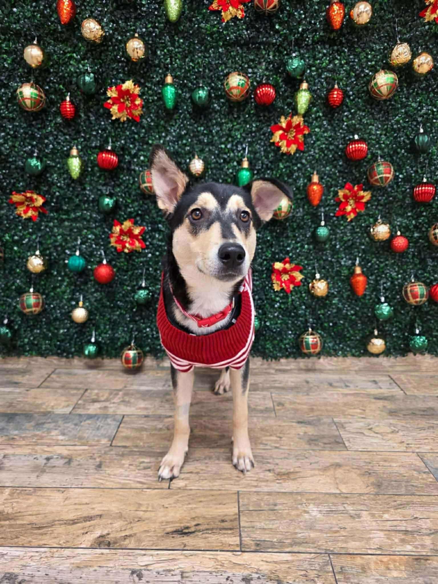 Enlarge Raven, a ADOPTABLE mixed breed in De Pere, WI image 2/5