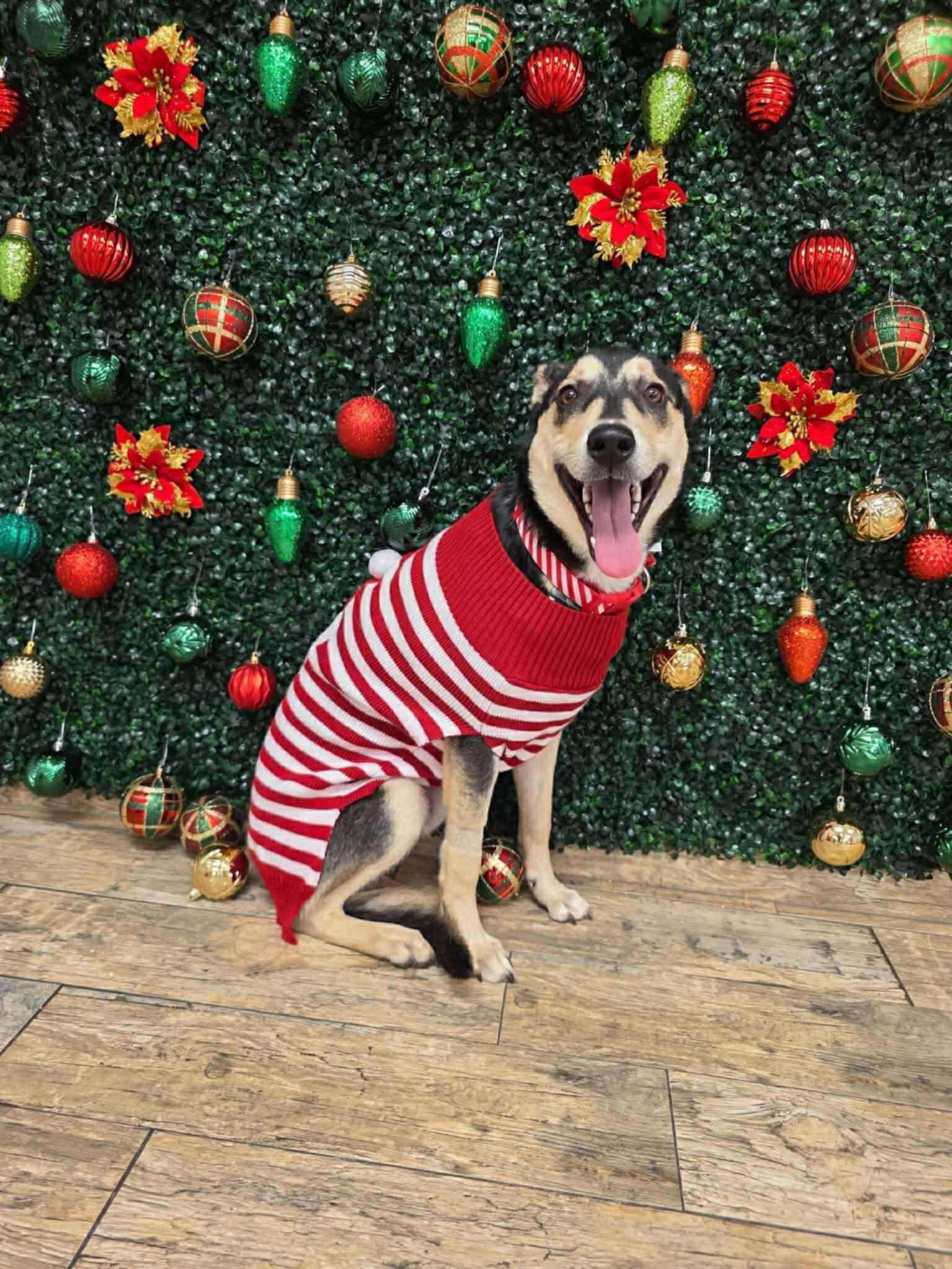 Enlarge Raven, a ADOPTABLE mixed breed in De Pere, WI image 3/5