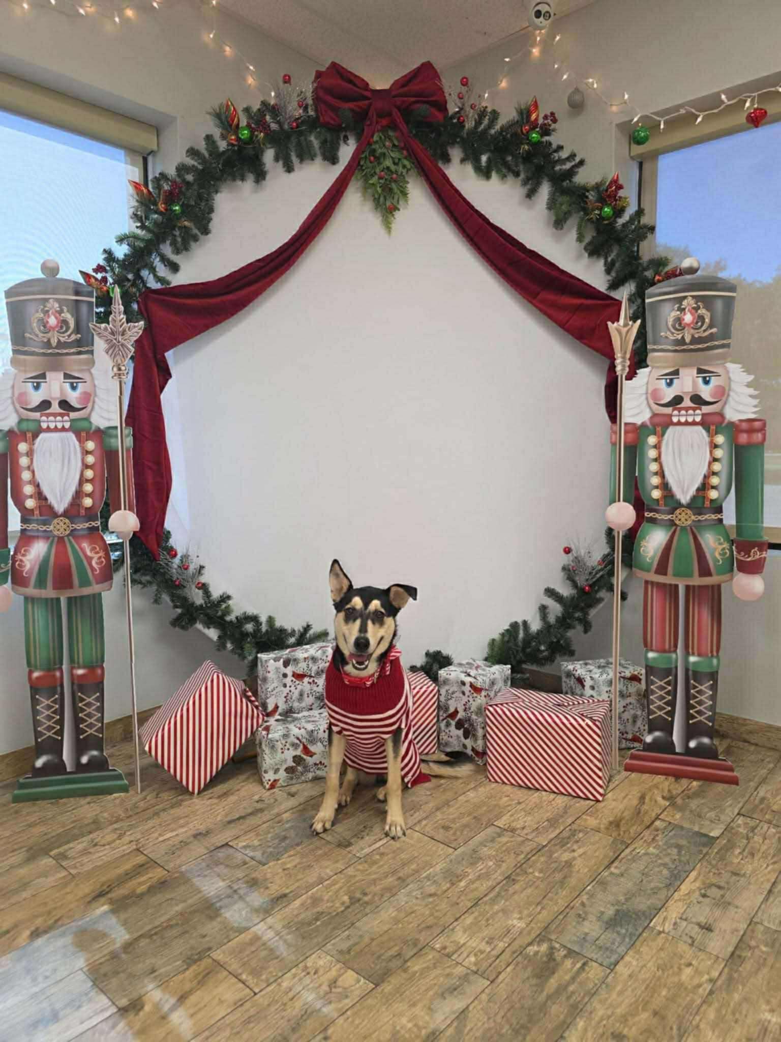 Enlarge Raven, a ADOPTABLE mixed breed in De Pere, WI image 4/5