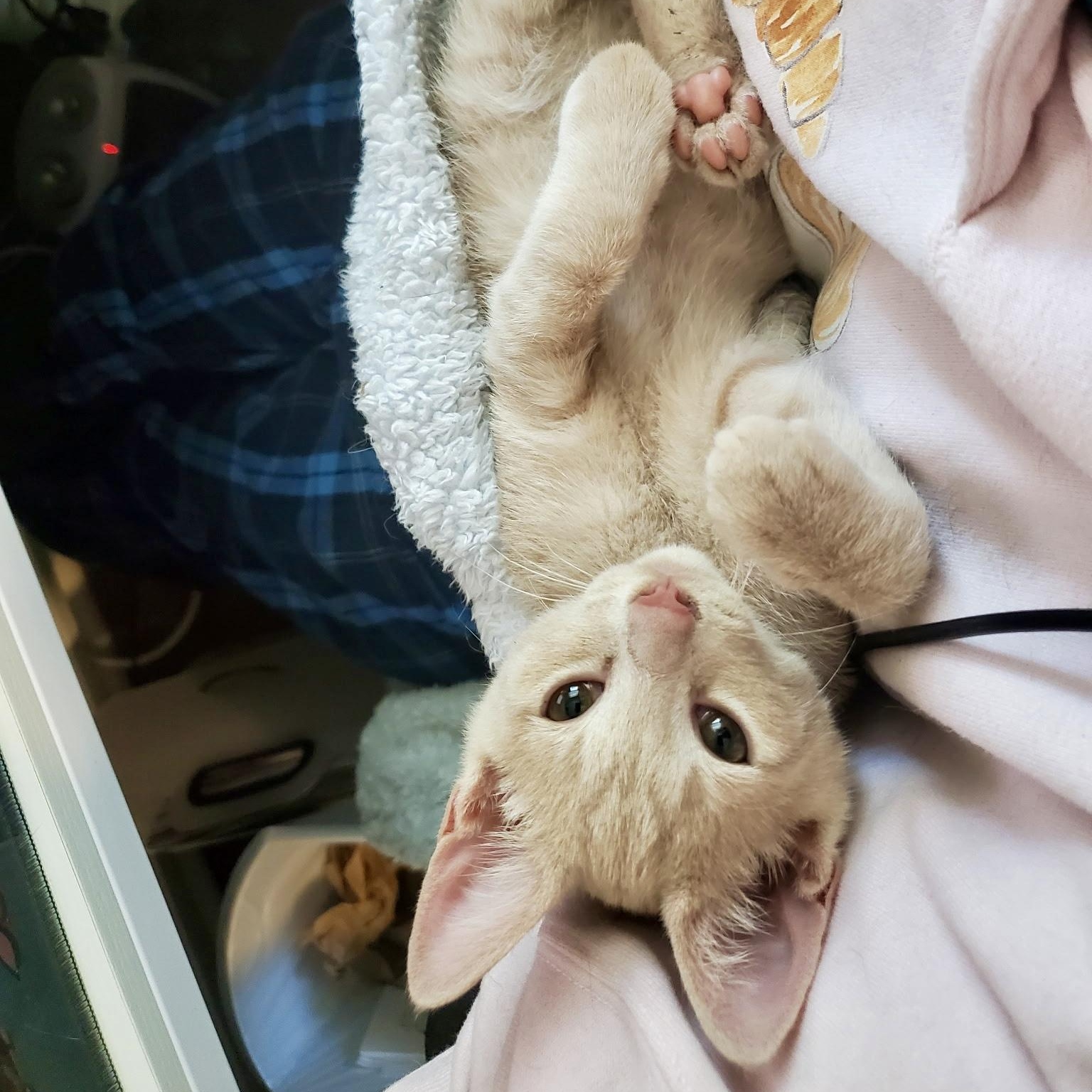 Sweet Potato Casserole