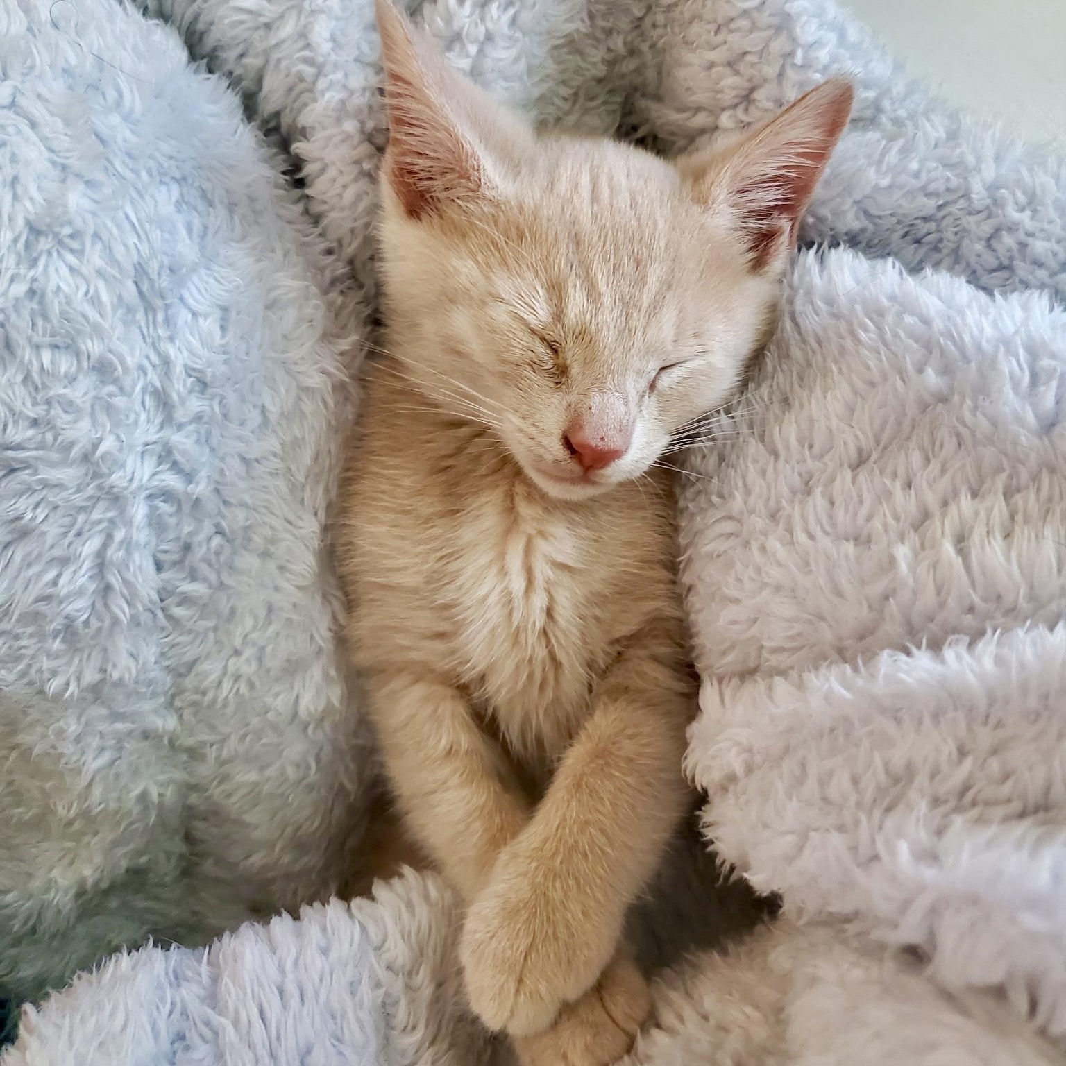 Sweet Potato Casserole