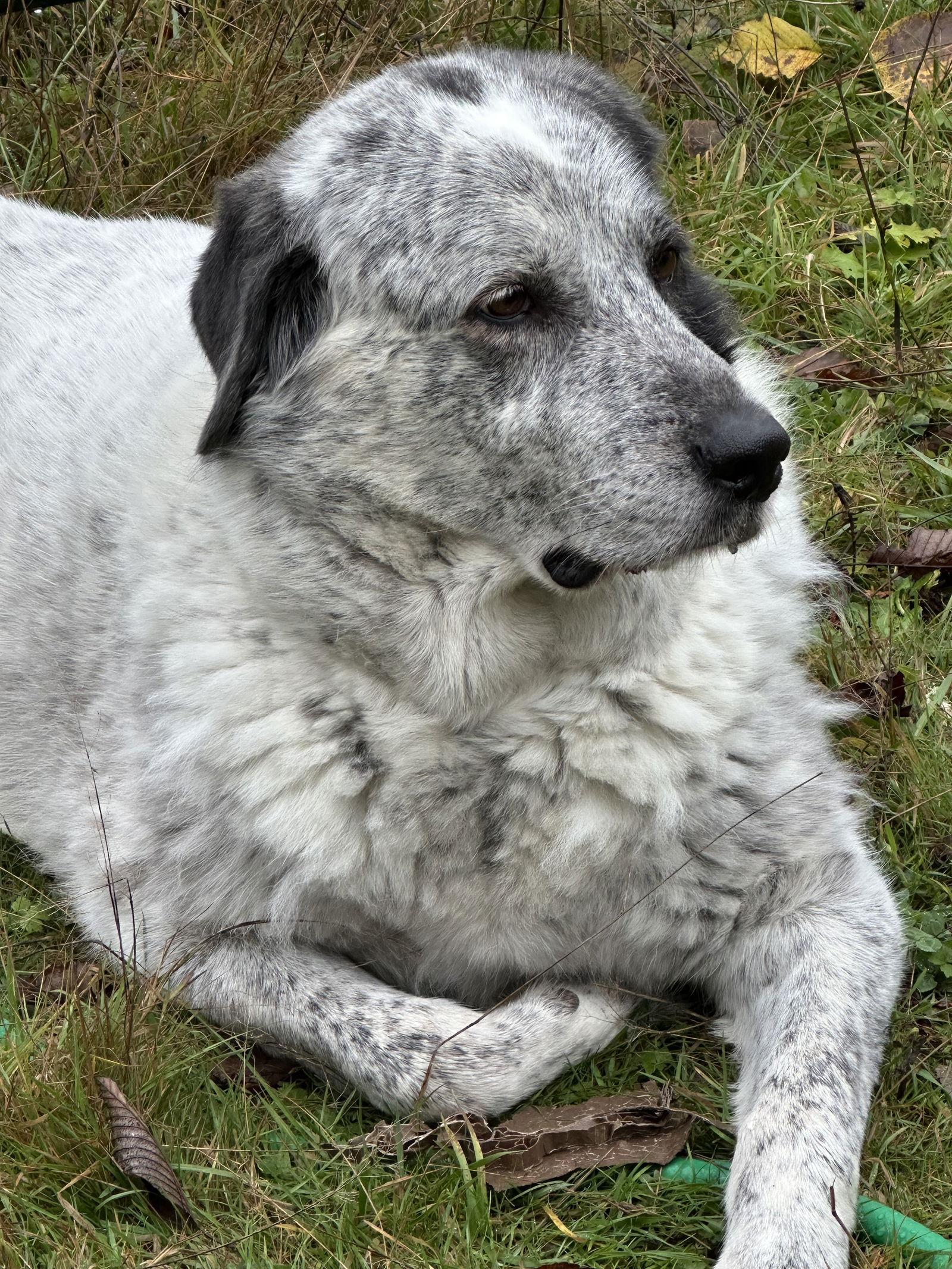 Bolt, Adoptable, Adult Male Great Pyrenees & Catahoula Leopard Dog.