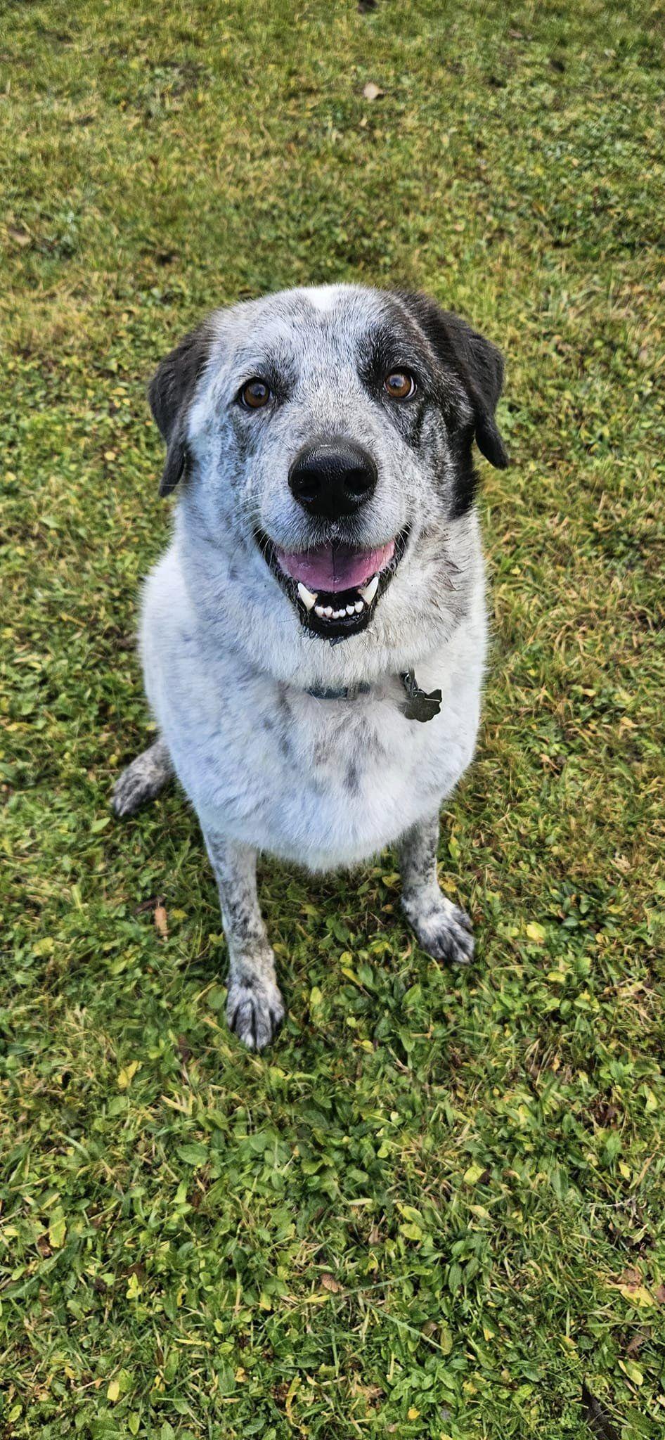 Bolt, a Adoptable mixed breed in Tacoma, WA image 3/3