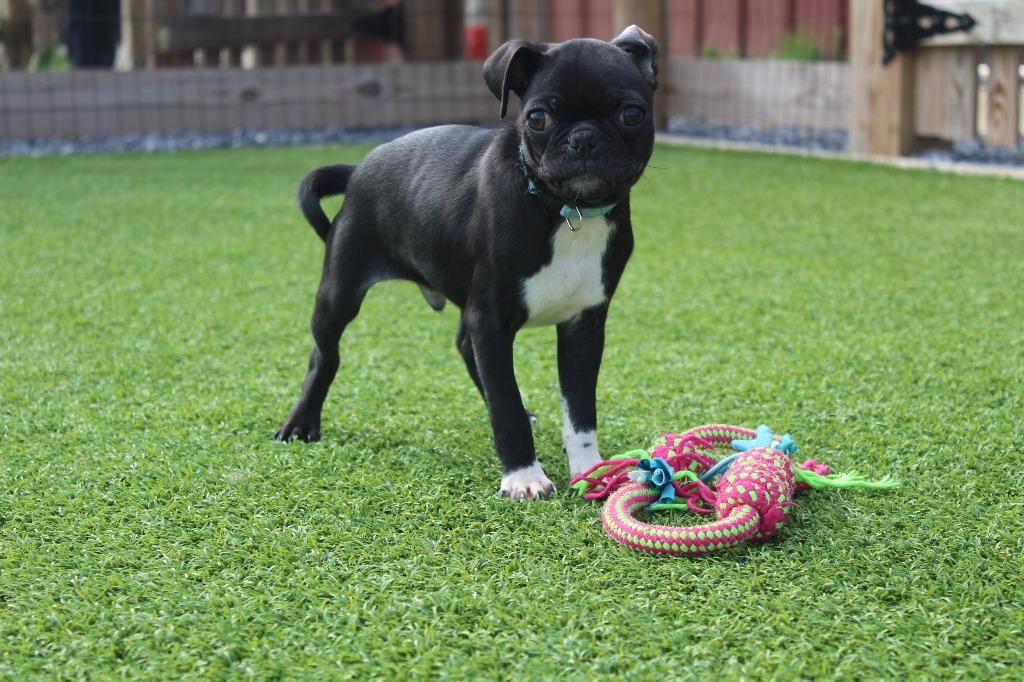 Enlarge Chameleon, an adopted mixed breed in Chestertown, MD image 3/3