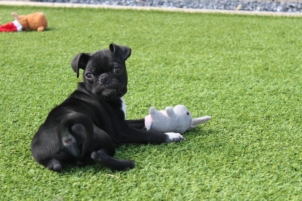 Enlarge Chameleon, an adopted mixed breed in Chestertown, MD image 2/3