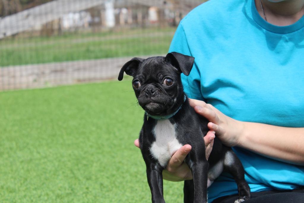 Chameleon, adopted, Puppy Male Pug & Chihuahua.