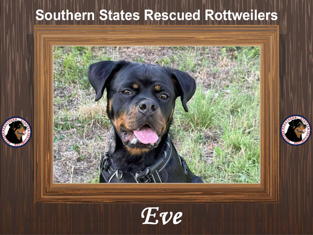 Eve, Adoptable, Adult Female Rottweiler.