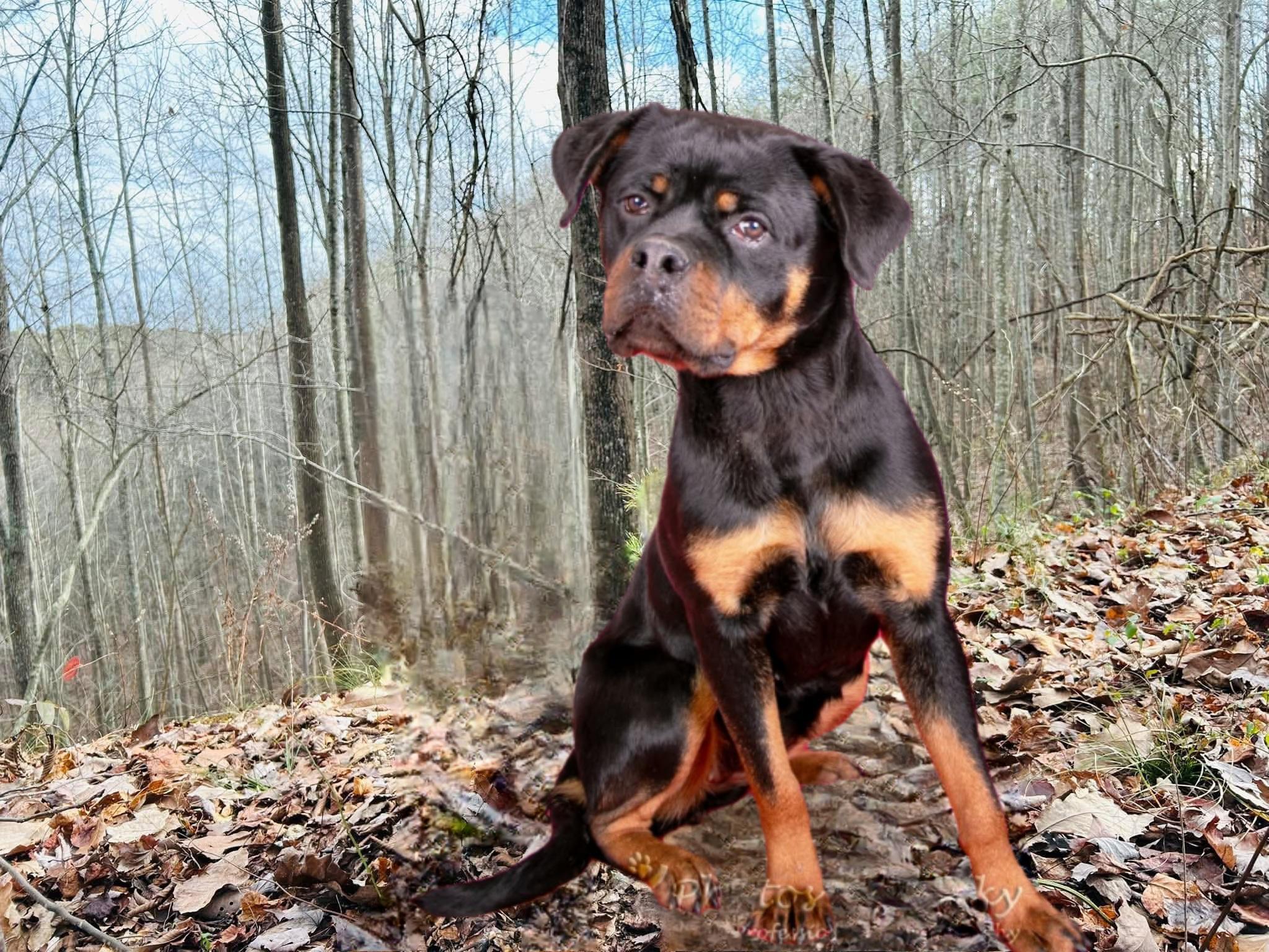 Enlarge Eve, a Adoptable mixed breed in Germantown, MD image 2/6