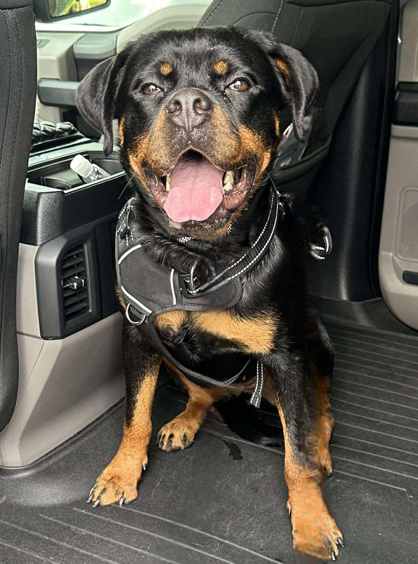 Enlarge Eve, a Adoptable mixed breed in Germantown, MD image 3/6