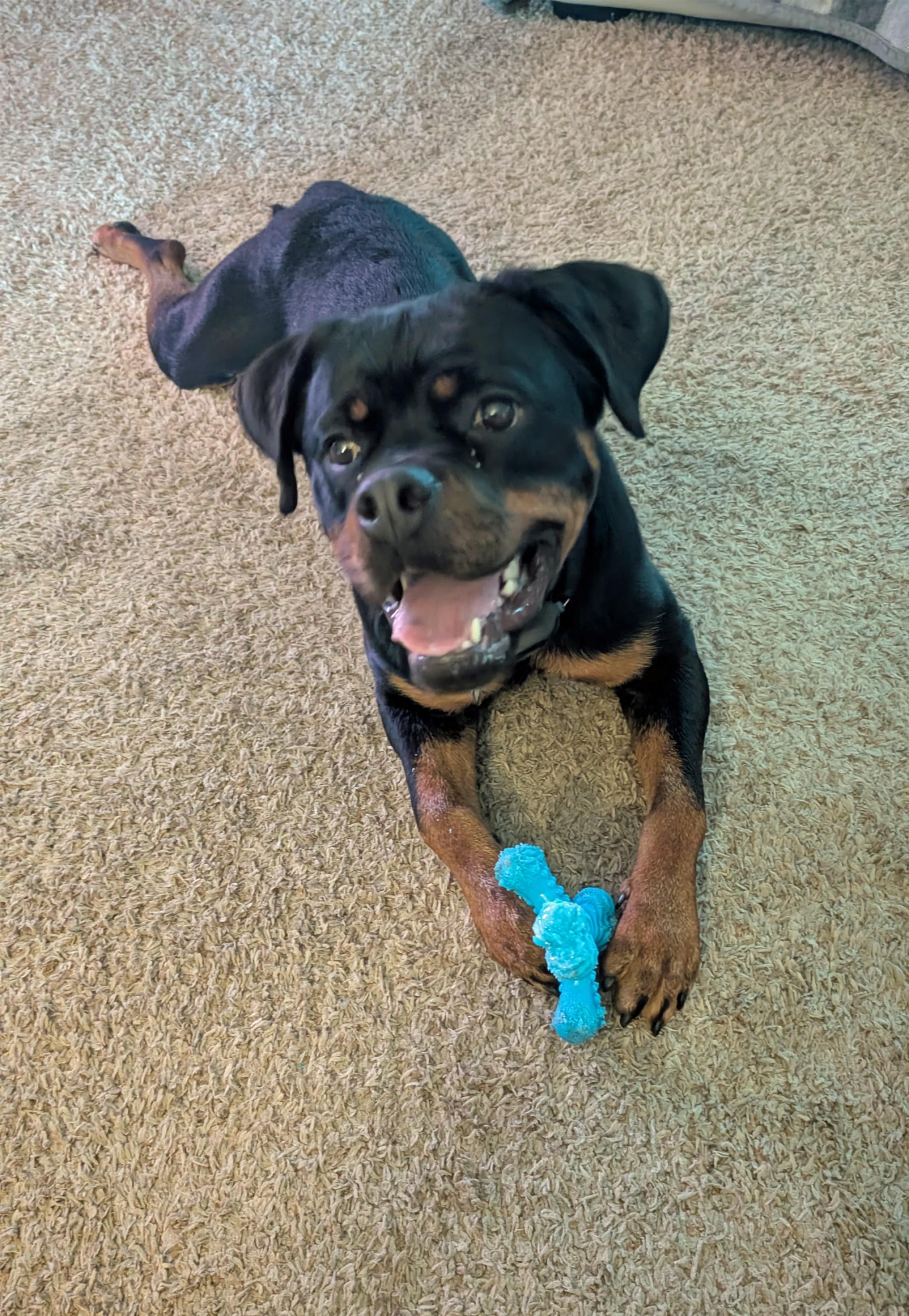 Enlarge Eve, a Adoptable mixed breed in Germantown, MD image 4/6