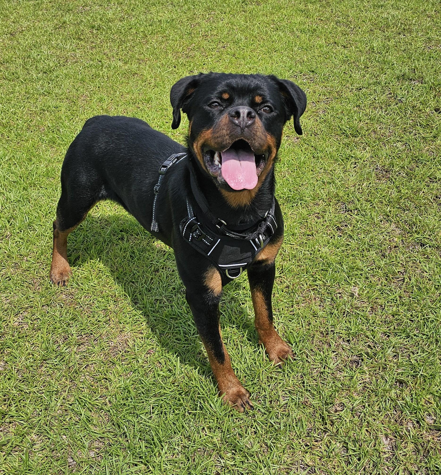 Enlarge Eve, a Adoptable mixed breed in Germantown, MD image 5/6